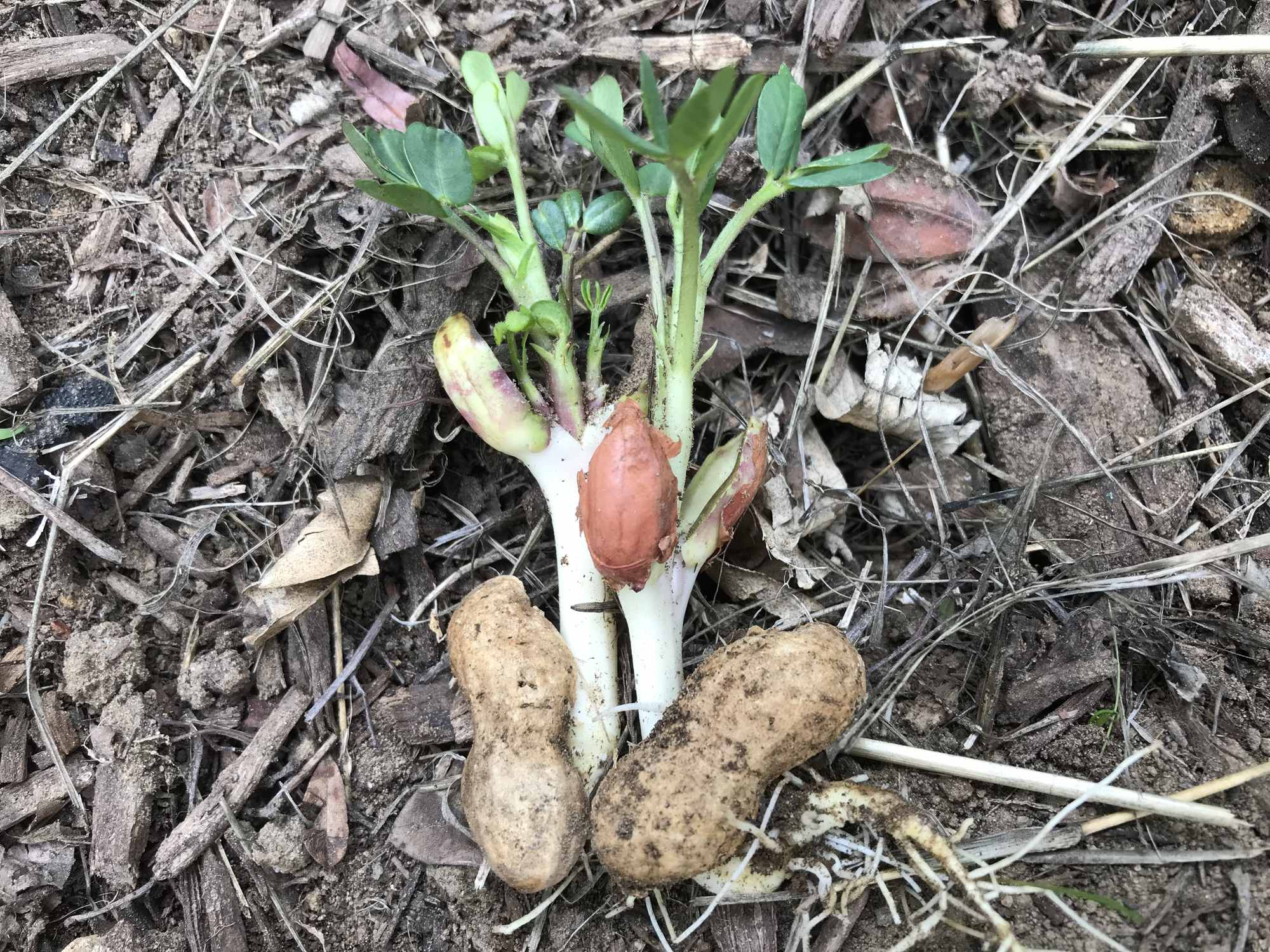 Peanut Sprouting