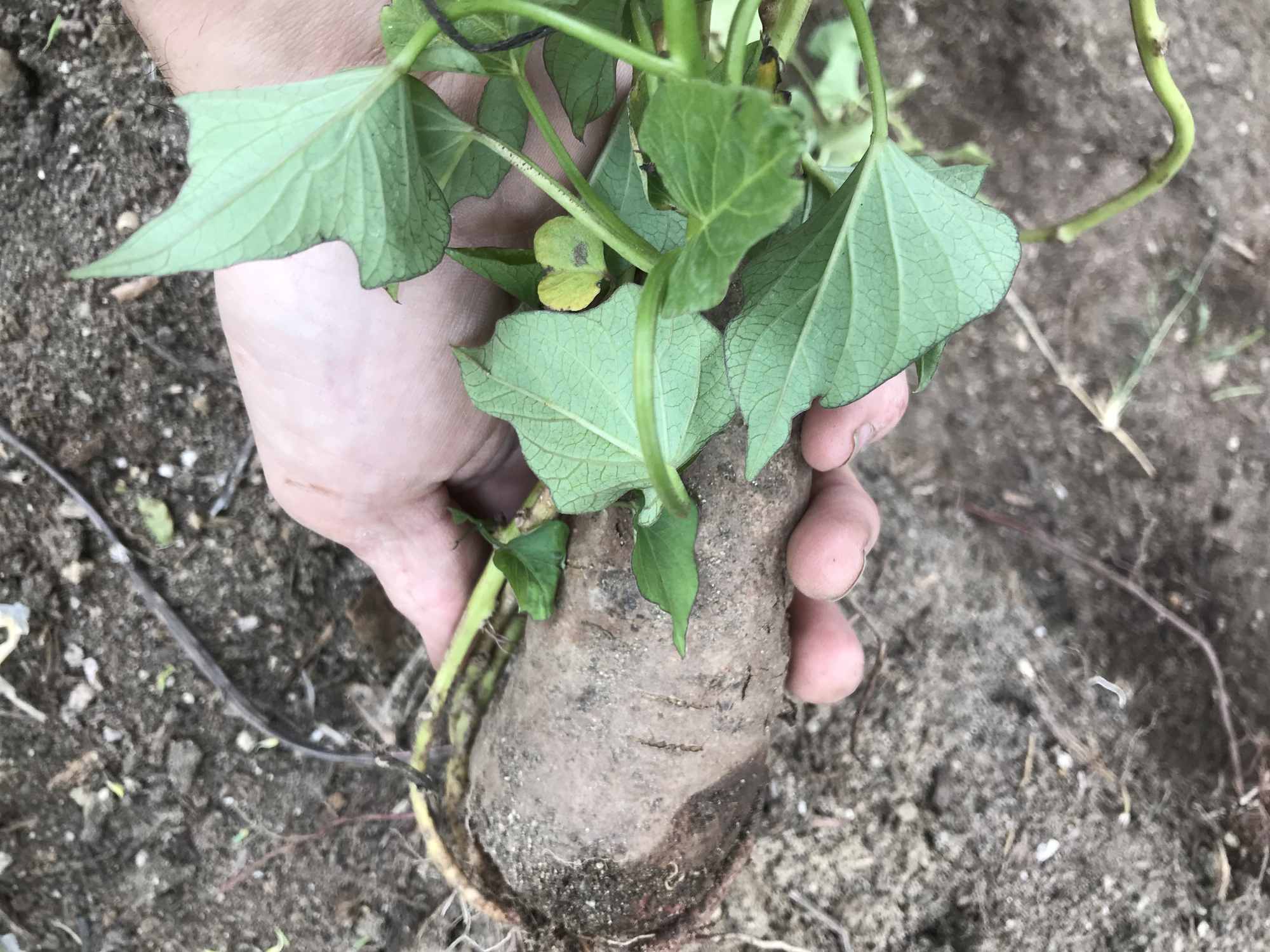 Planting Sweet Potatoes 02