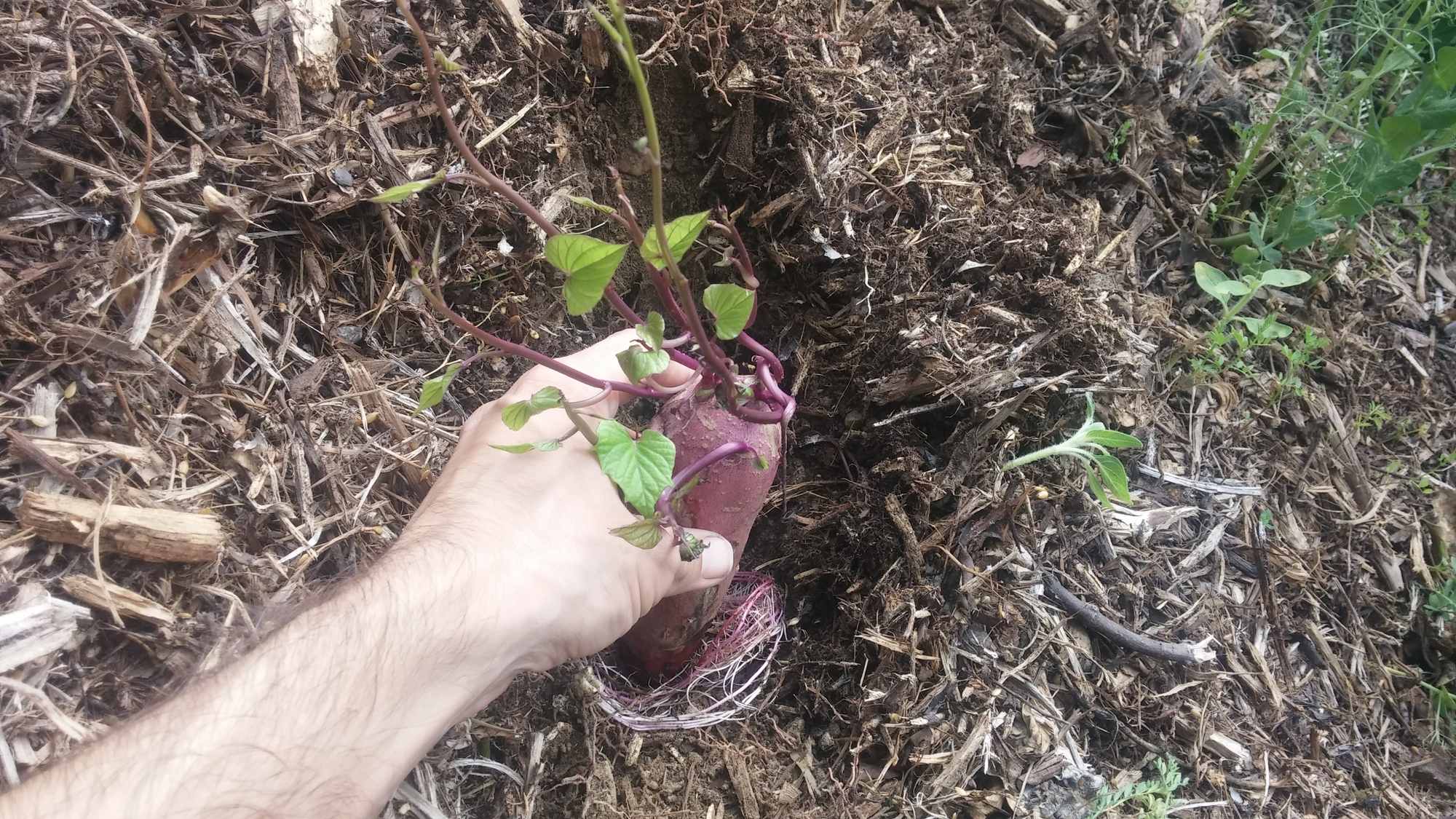 Planting Sweet Potatoes