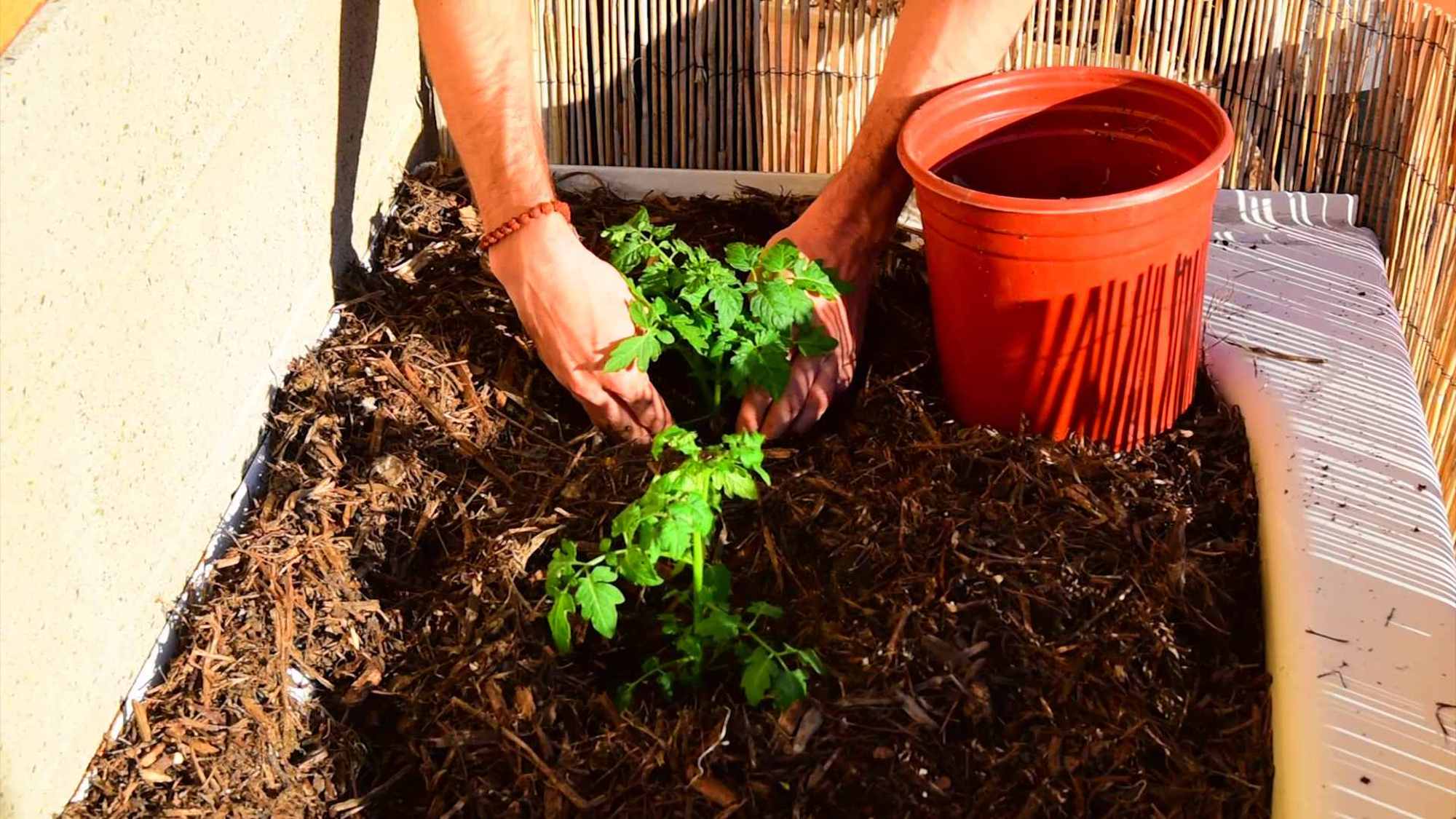 Planting Tomato Seedlings In Upcycled Bathtub