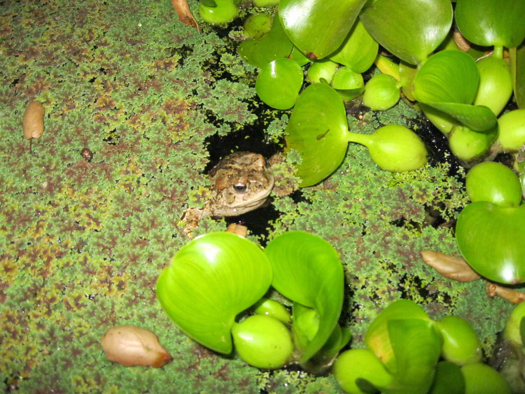 Pond Toads 02