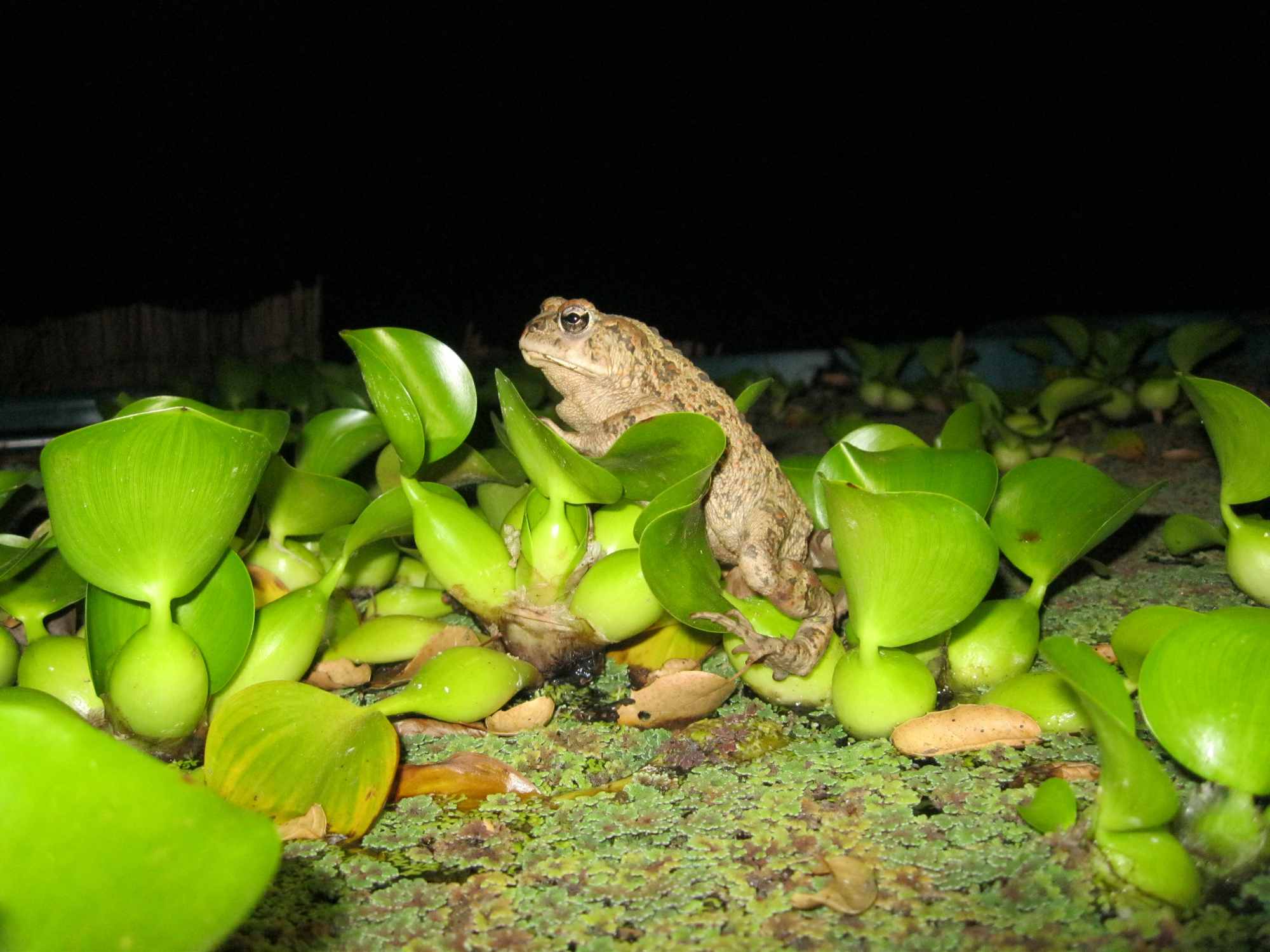 Pond Toads