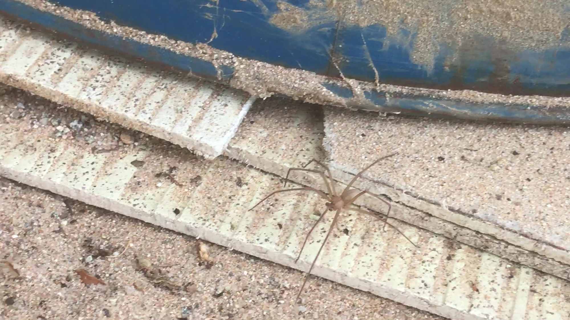 Possibly Desert Recluse Spider 01