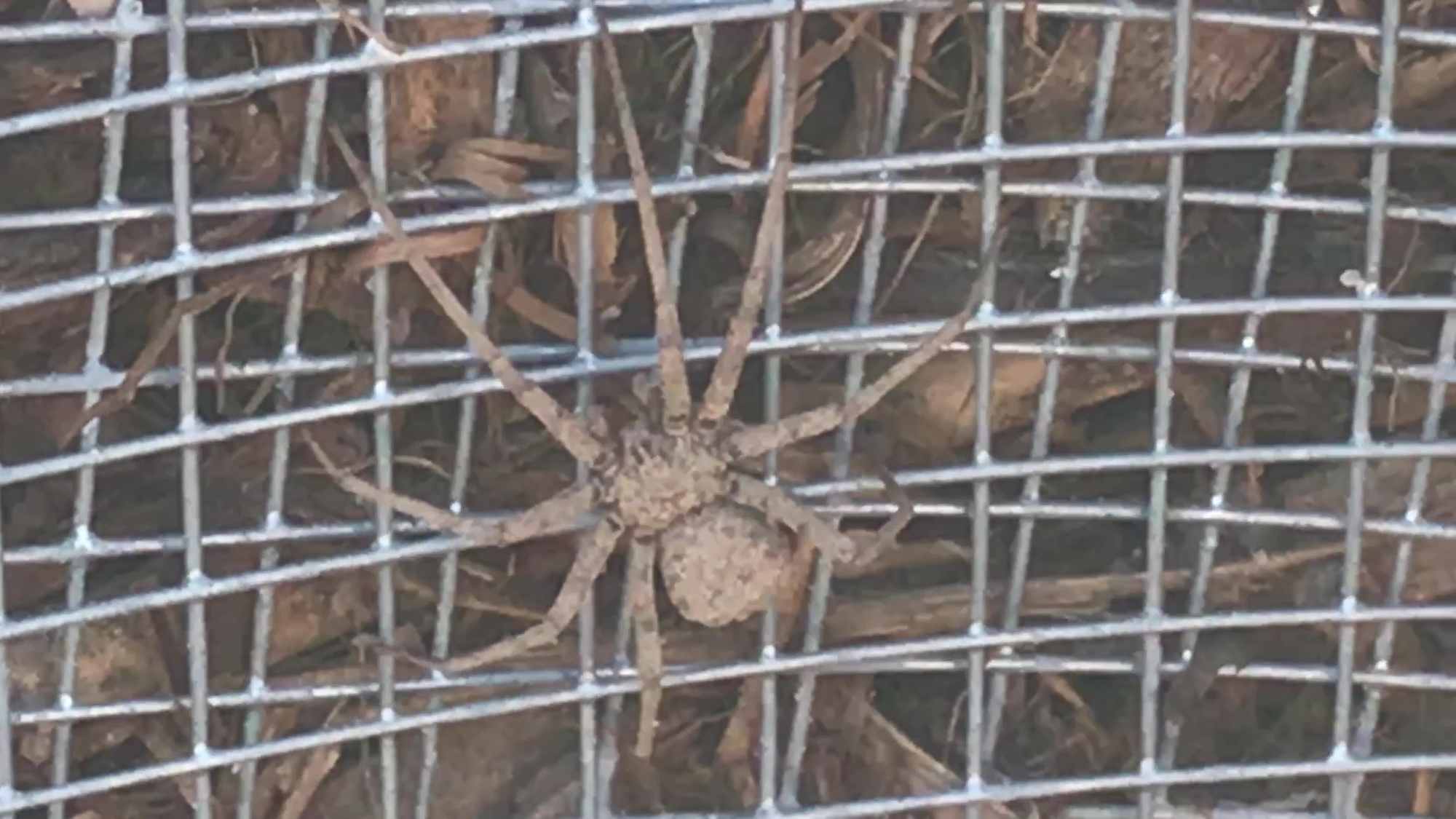 Possibly Desert Recluse Spider