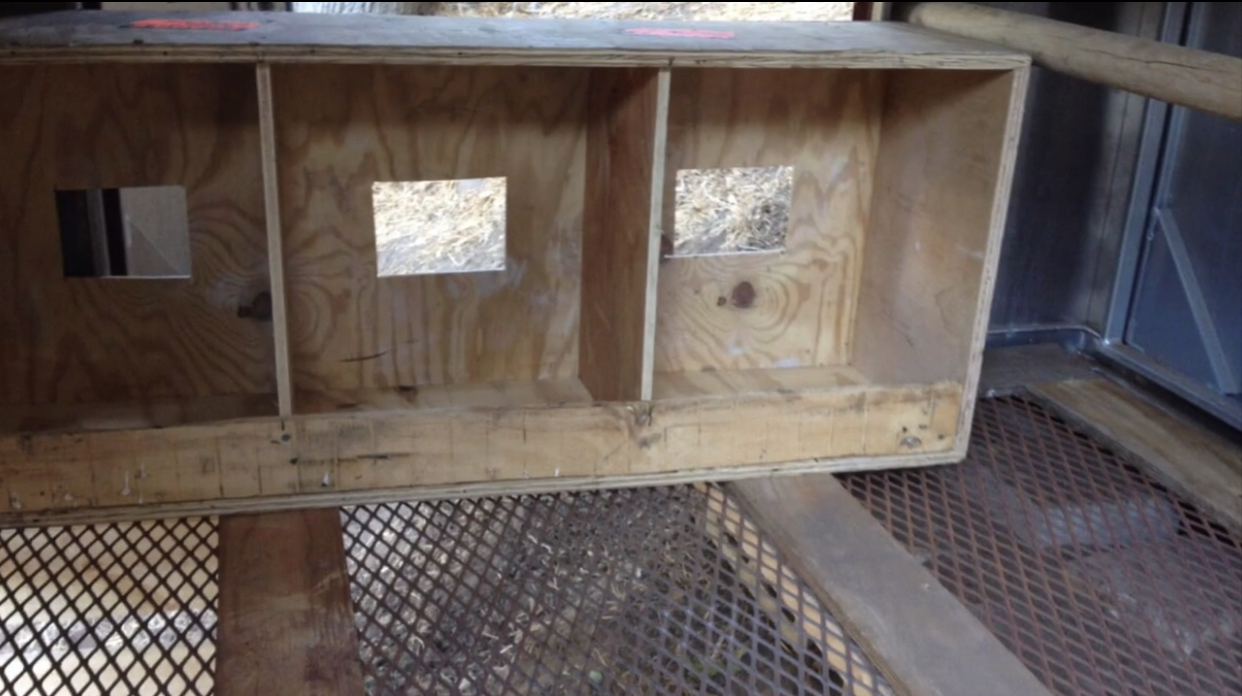 Predator Hardened Elevated Chicken Shelter 05