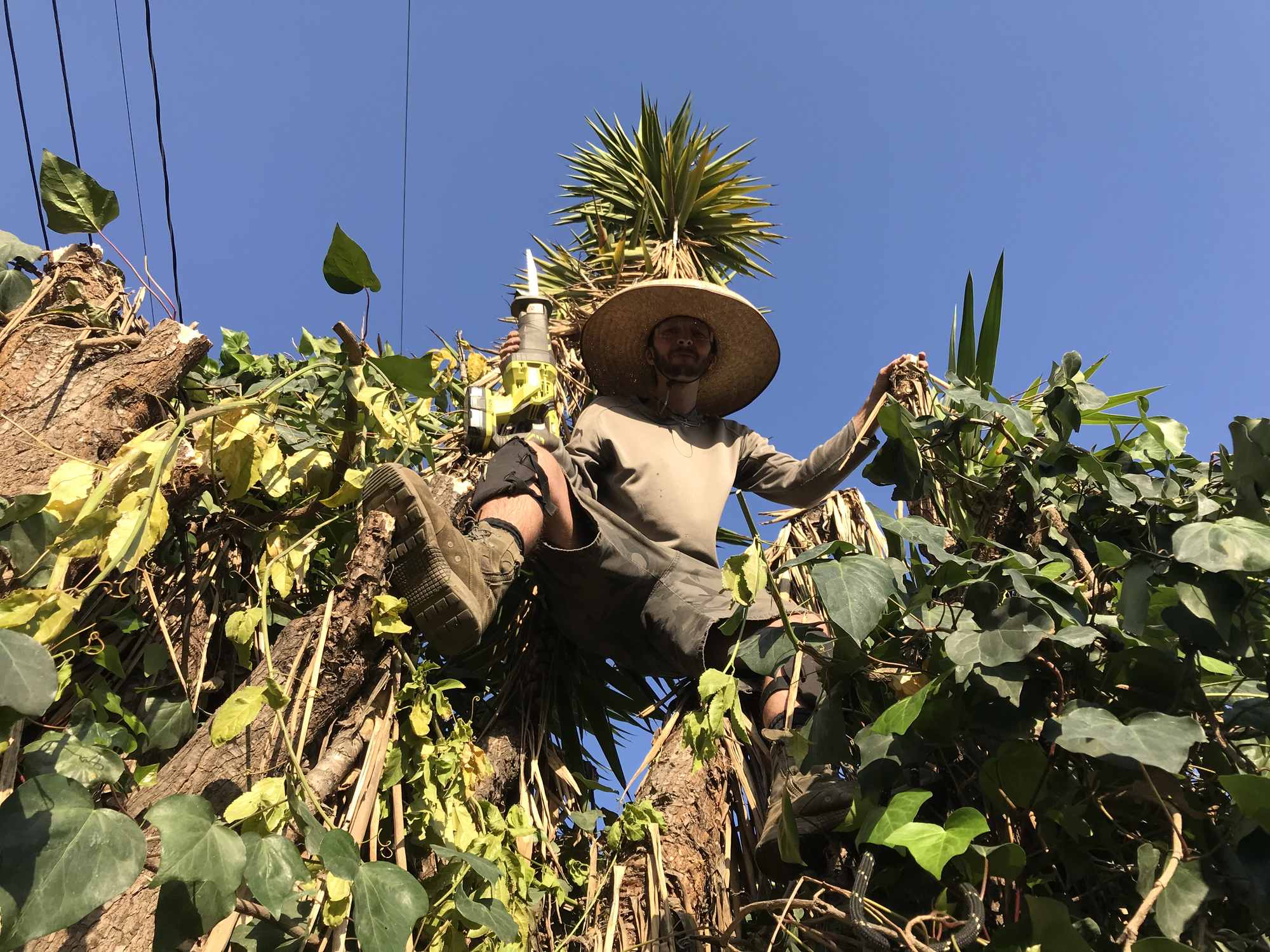 Pruning with Reciprical Saw