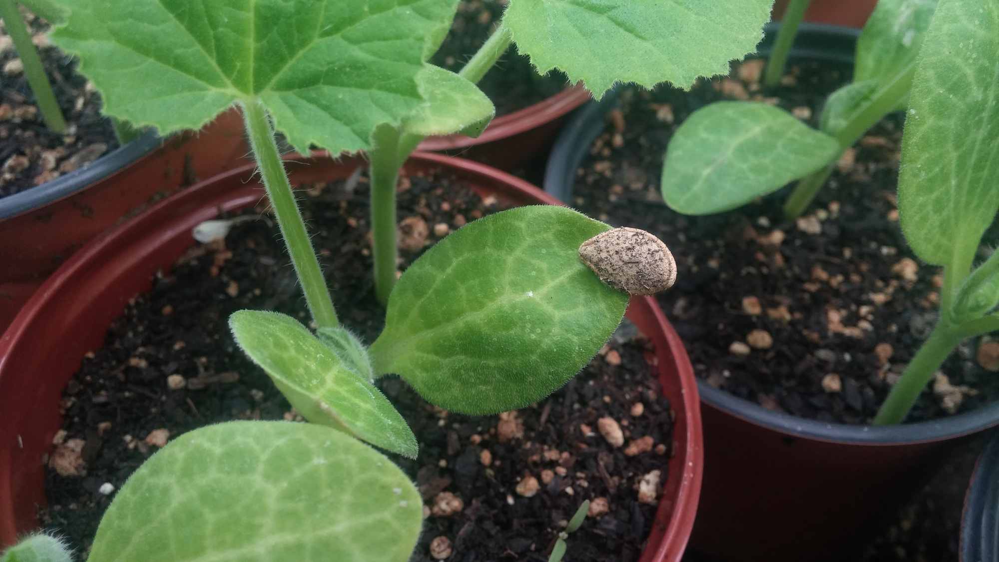 Pumpkin Seed Hanging On Seedling Leaf in Nursery Pot