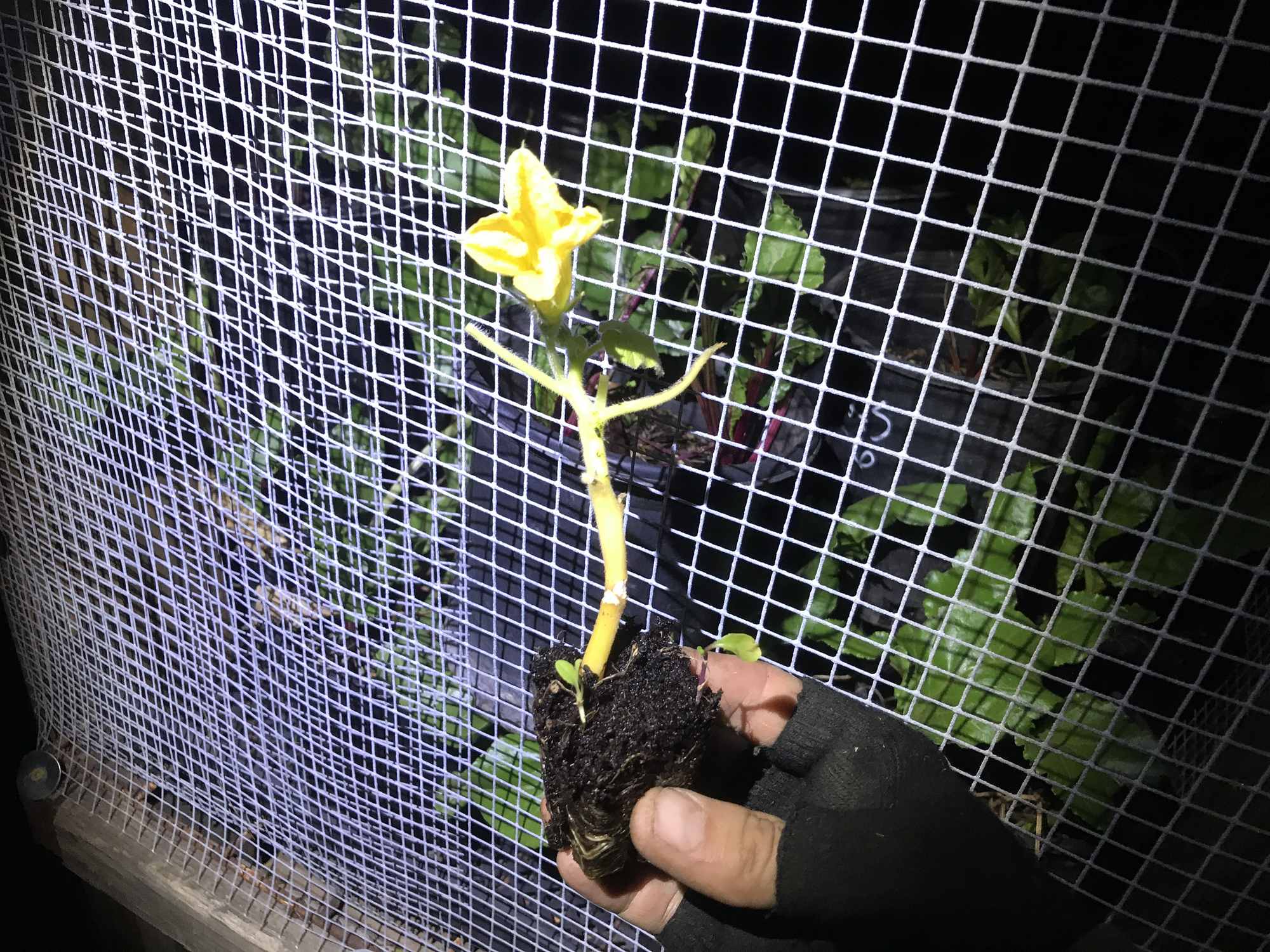 Pumpkin Seedling