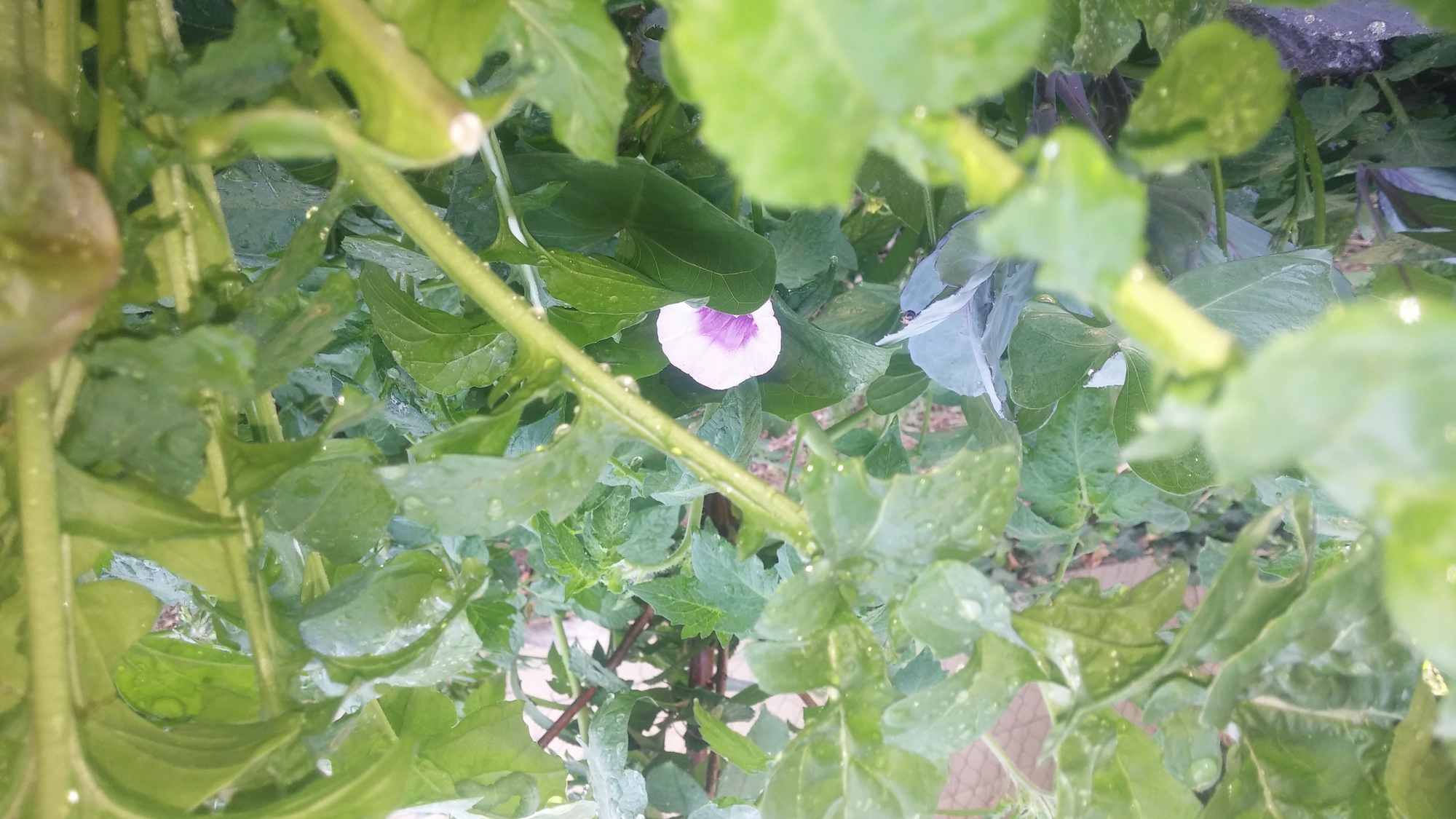 Purple and White Sweet Potato Flowers