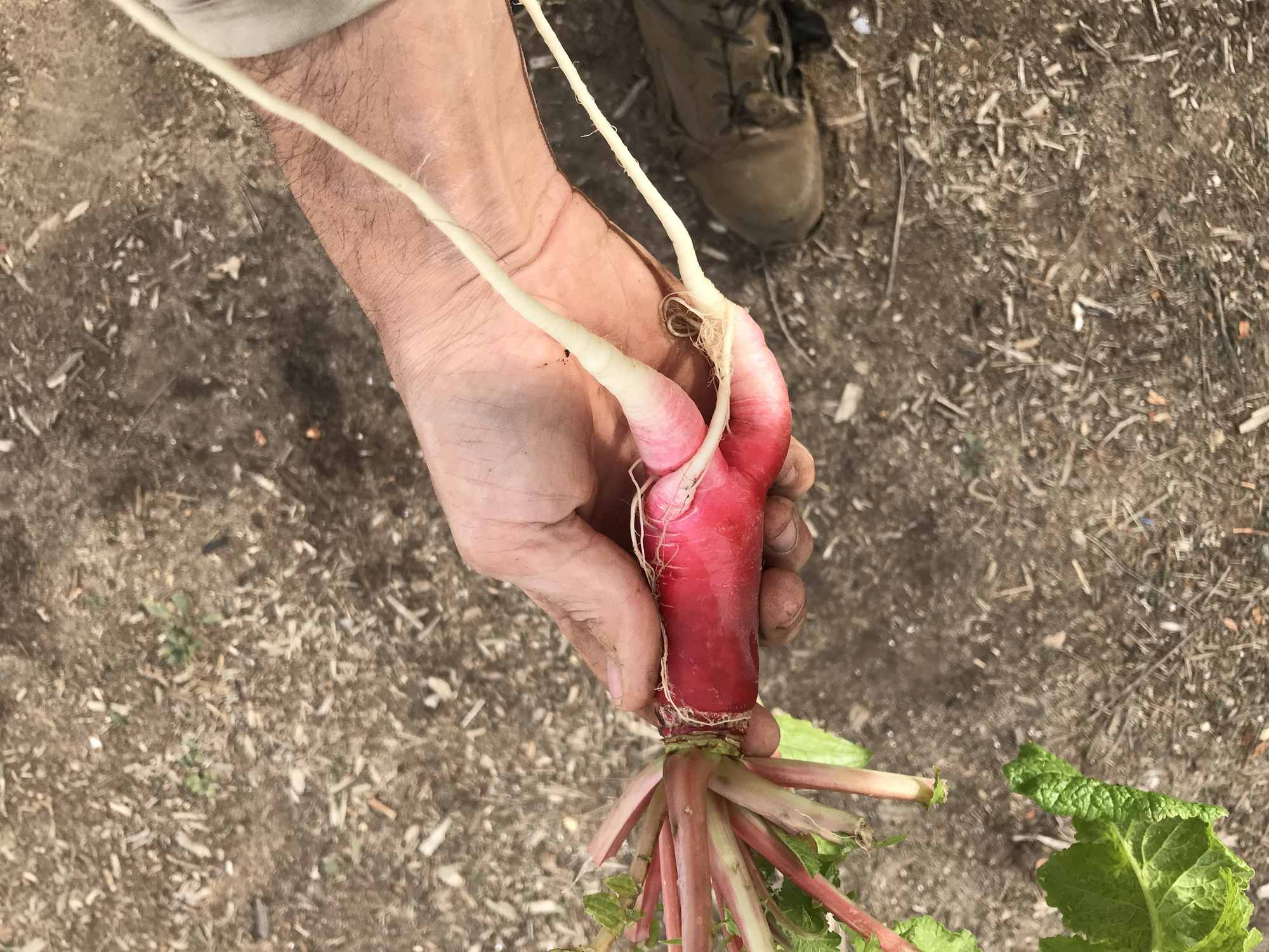 Radish Harvest