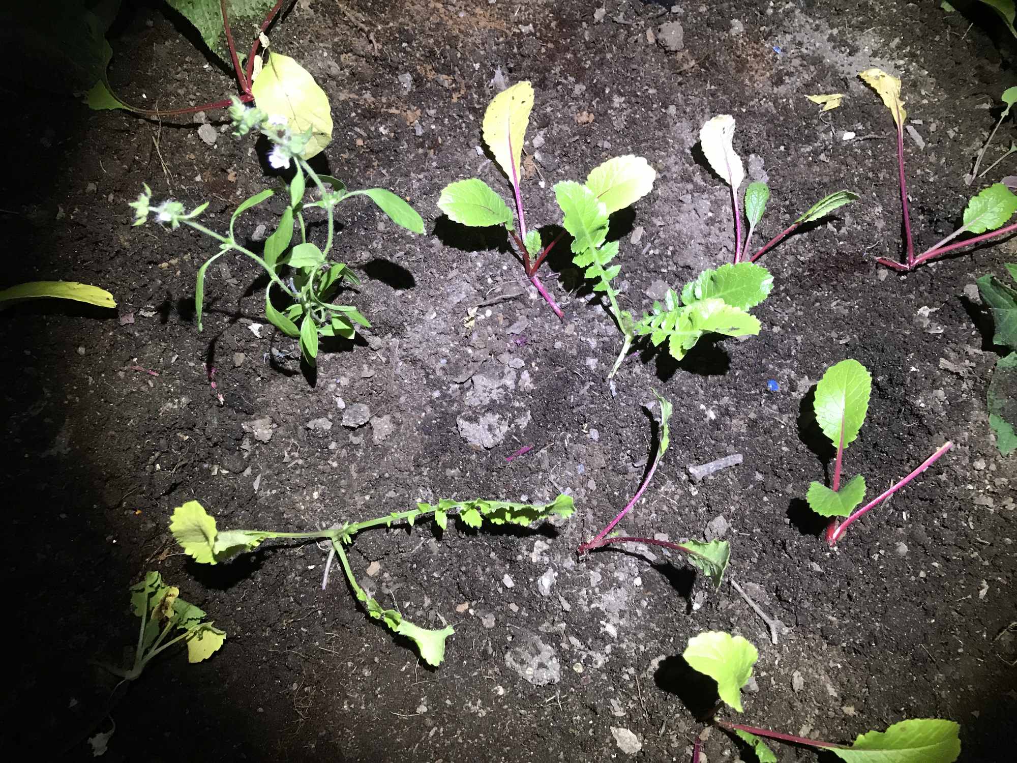 Radish Transplants