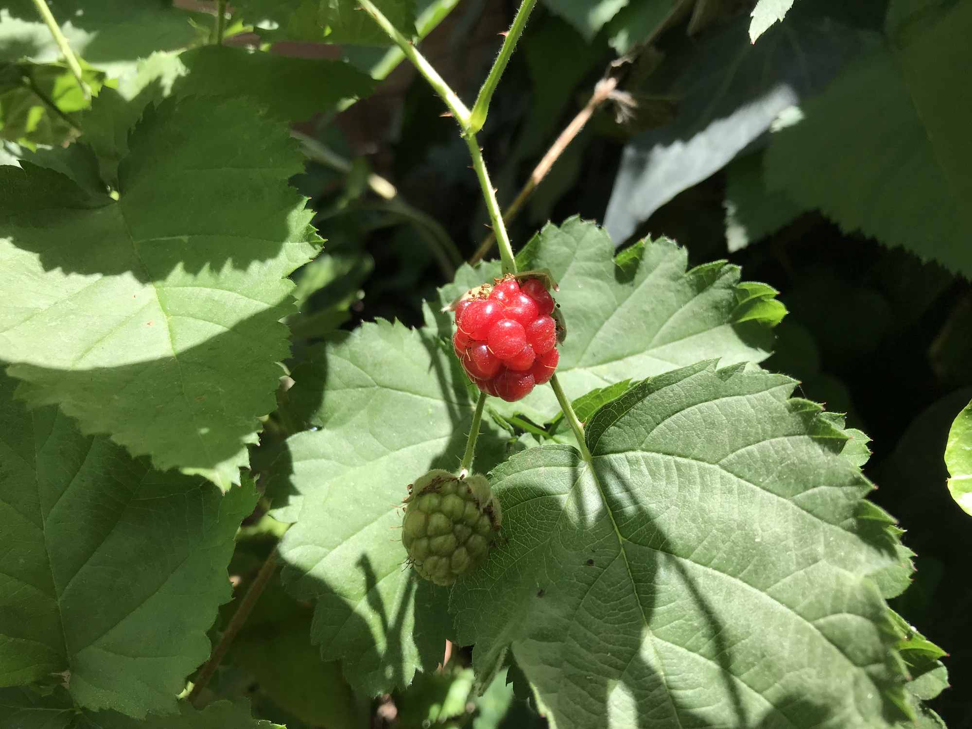 Raspberries