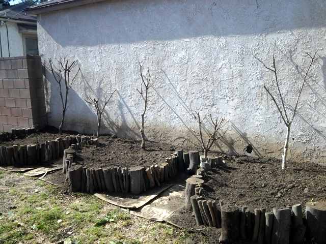 Repurposed Yard Clipping Bush Branch Segment Framed Garden Beds