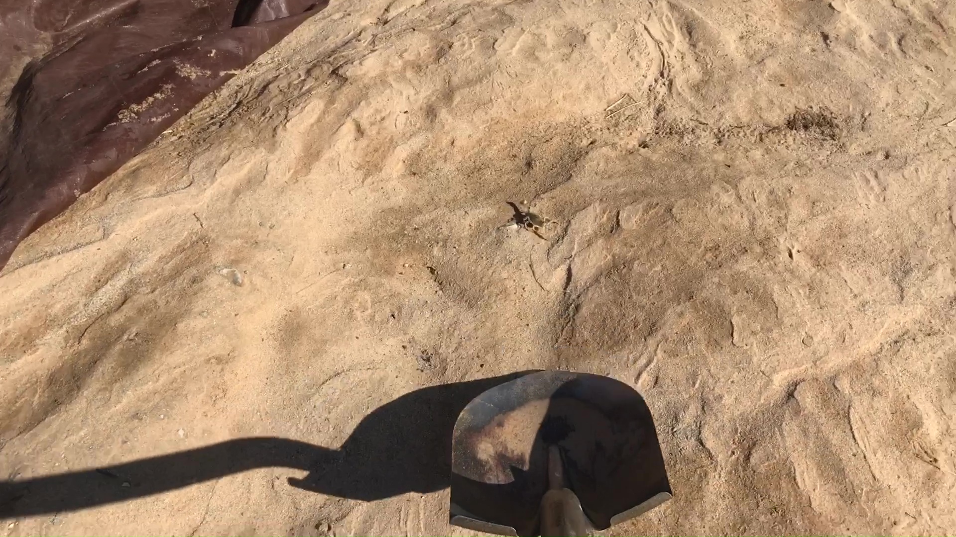 Rescuing Desert Scorpion With Shovel 01