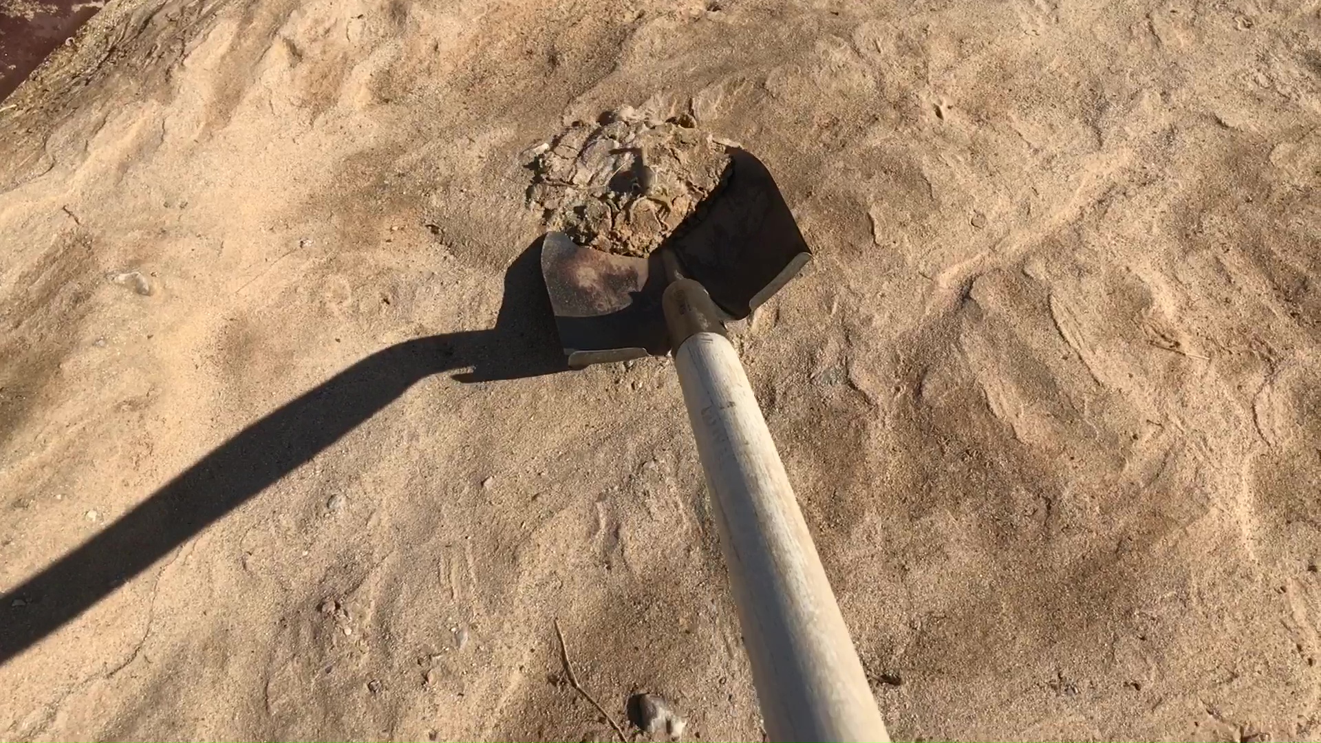 Rescuing Desert Scorpion With Shovel 02