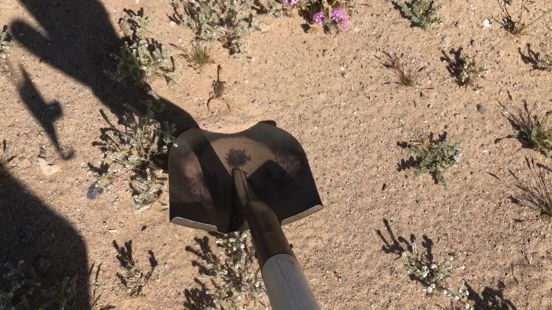 Rescuing Desert Scorpion With Shovel 04