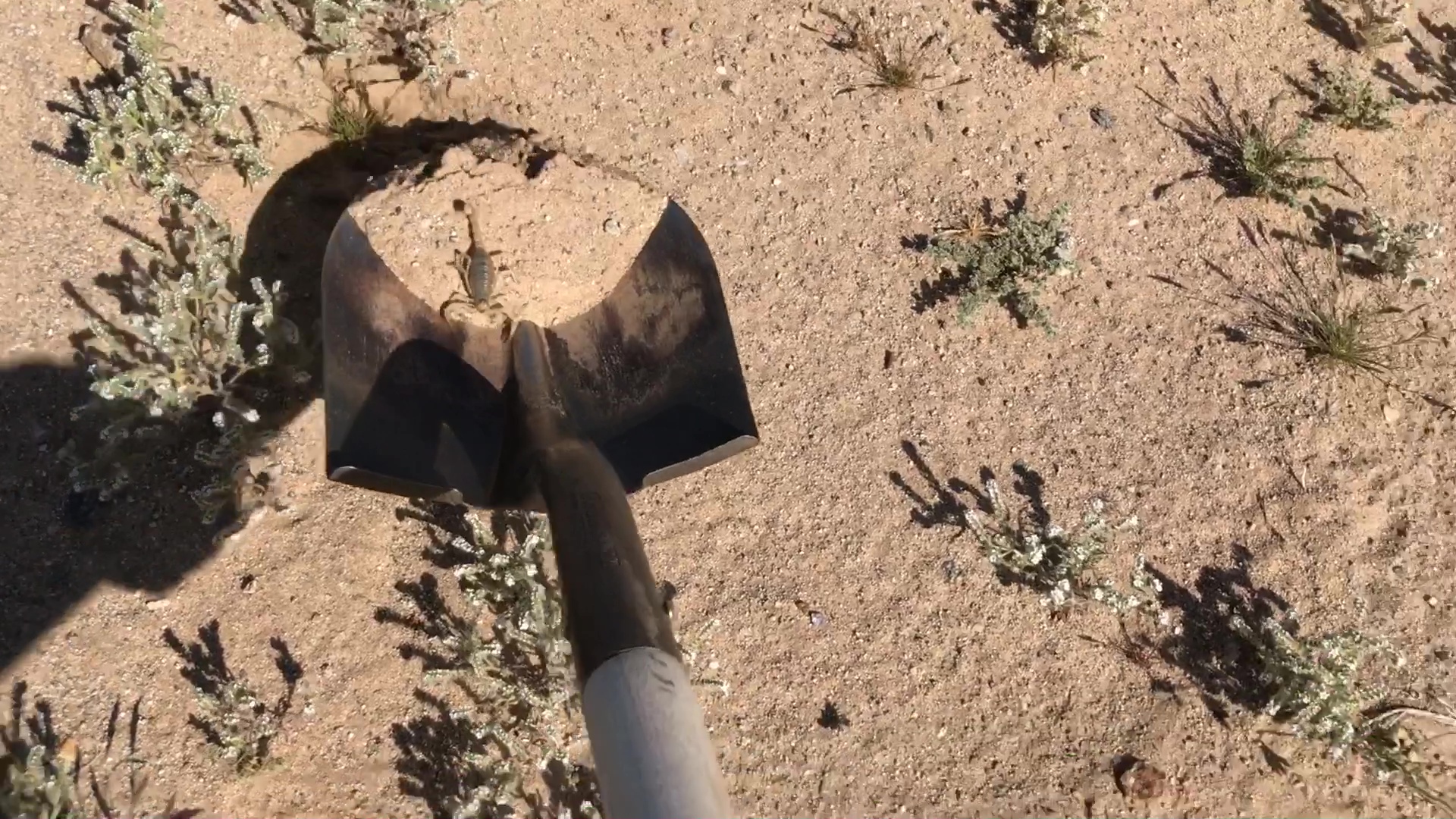 Rescuing Desert Scorpion With Shovel 05