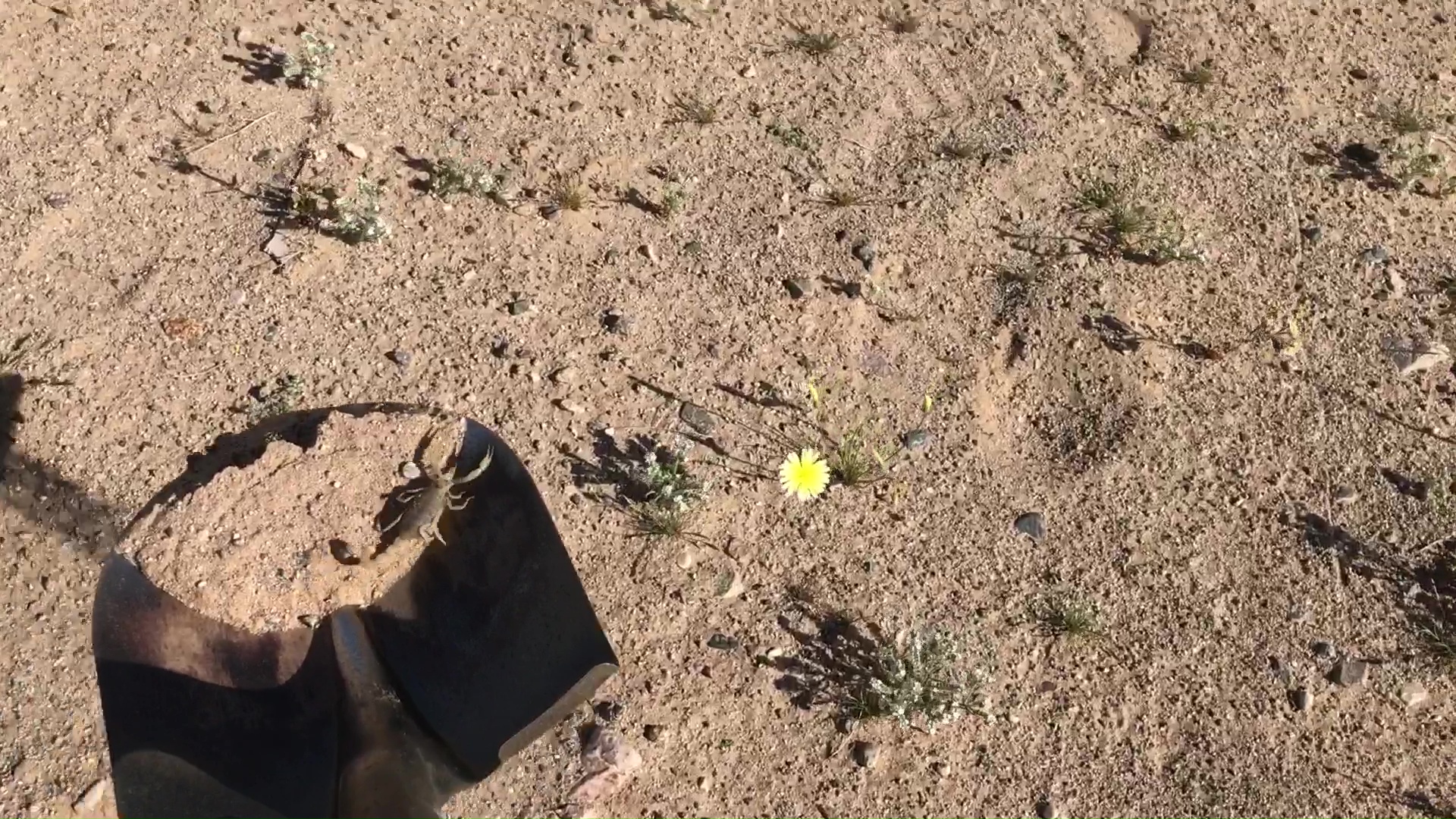 Rescuing Desert Scorpion With Shovel 06