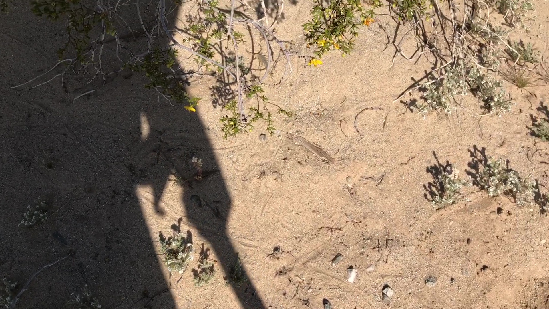 Rescuing Desert Scorpion With Shovel For Transport To Creosote Shade Safety