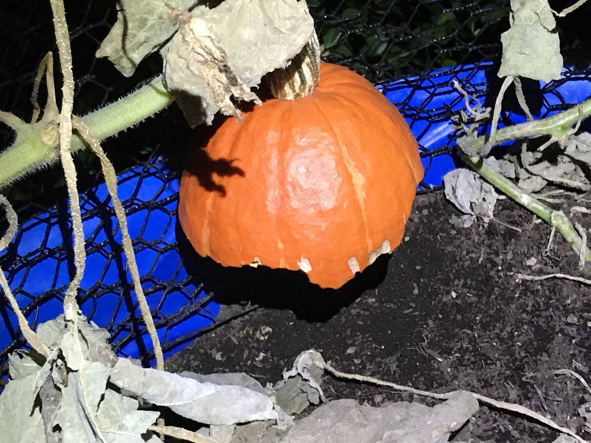 Rodents vs Pumpkin 02