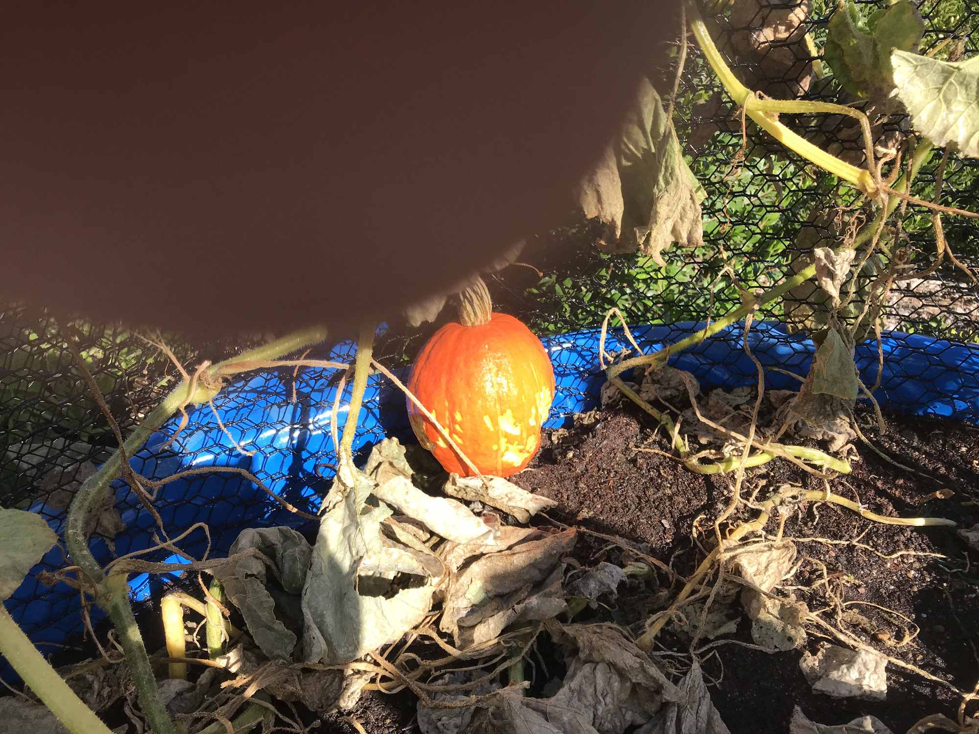 Rodents vs Pumpkins