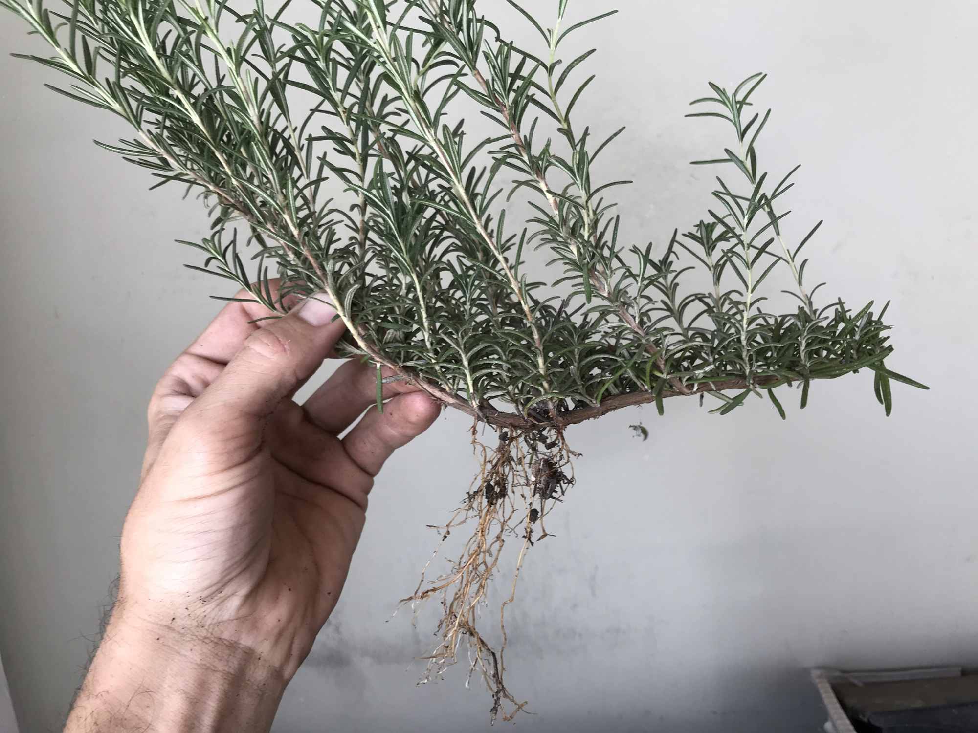 Rosemary Herb Bush Shrub Growing Roots from the Stem