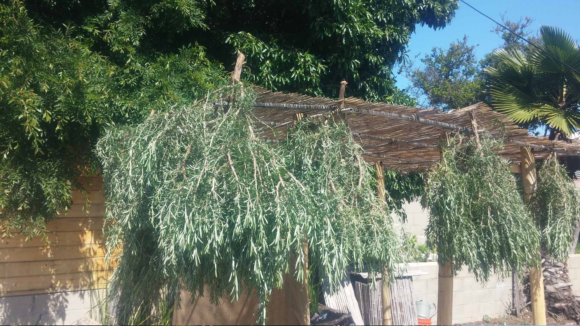 Rosemary Herb Drying