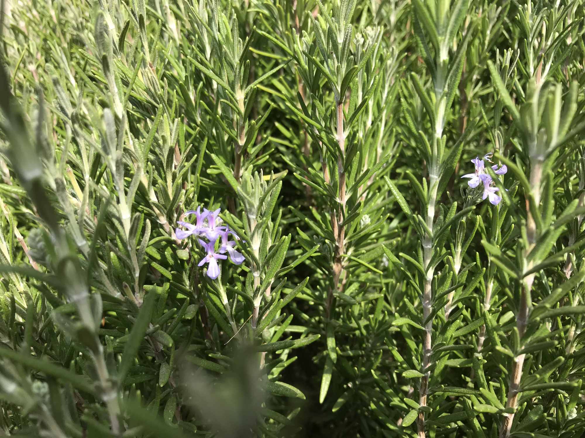 Rosemary Herb Flowers