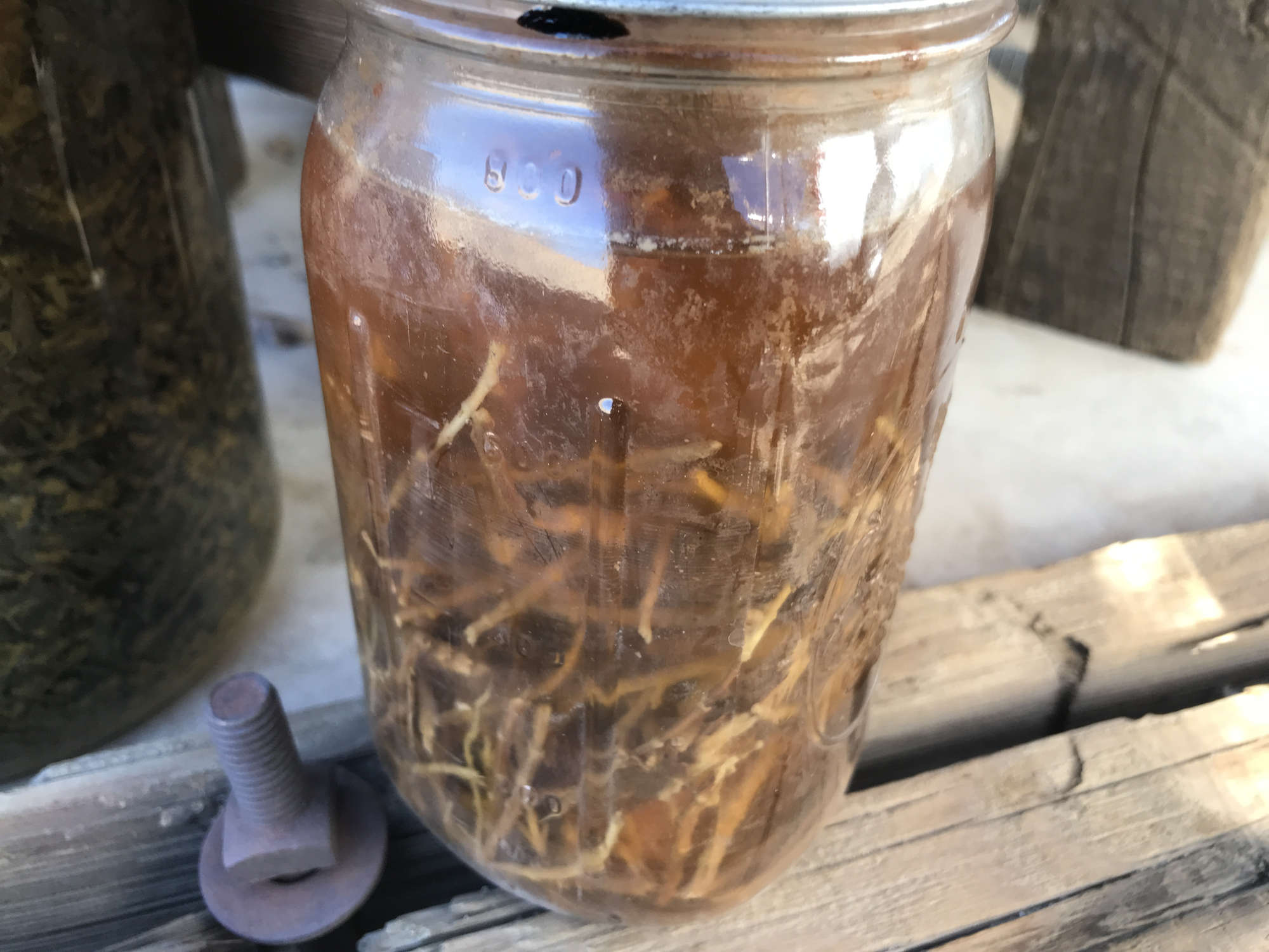 Rosemary Herb Infused Honey Wine Mead Jar