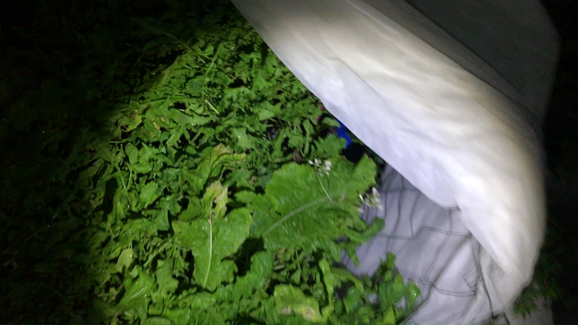 Salad Greens Growing In Wading Pool Container Garden With Shade Cloth And Wire Fence