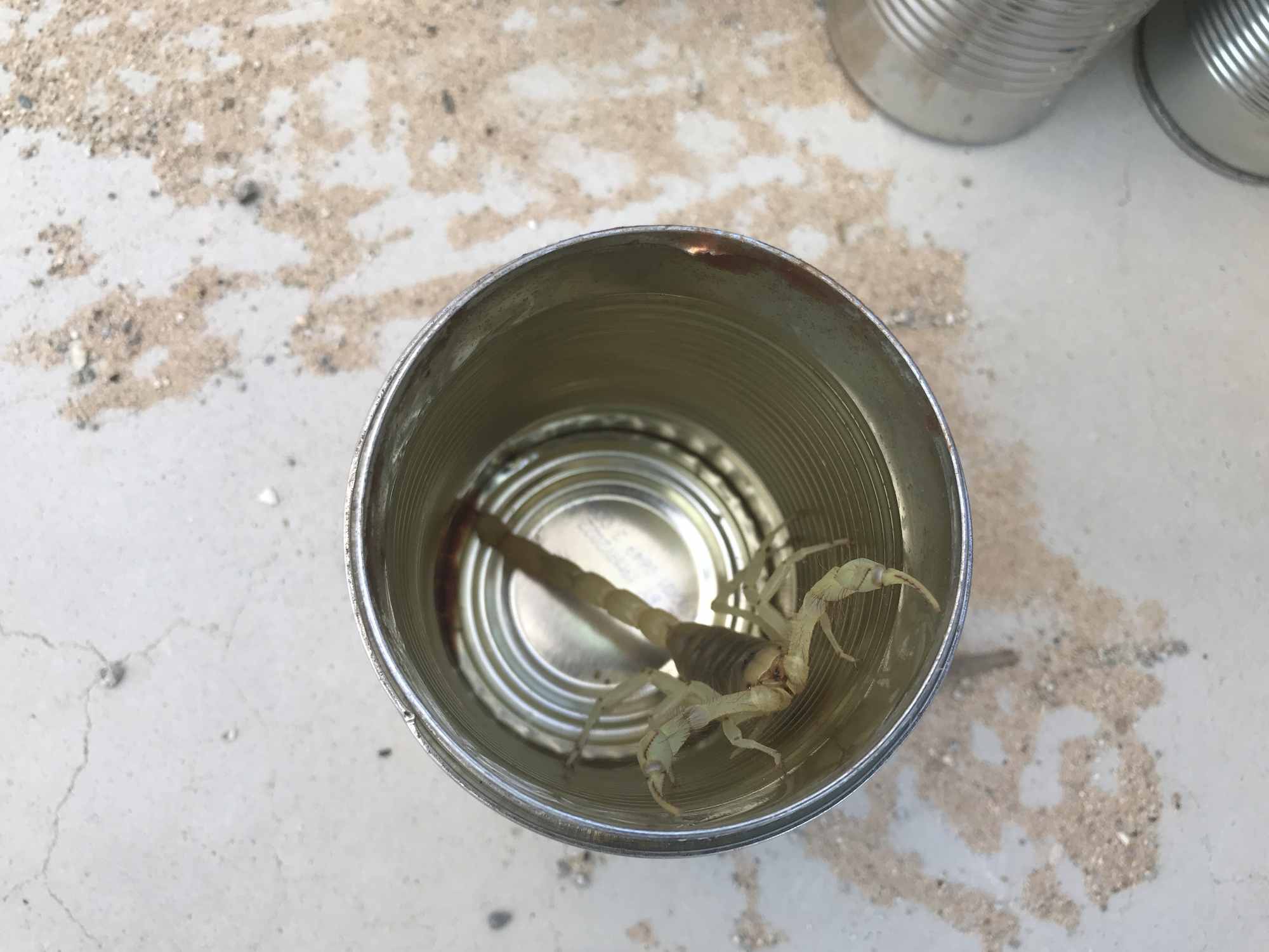 Scorpion in Soup Can