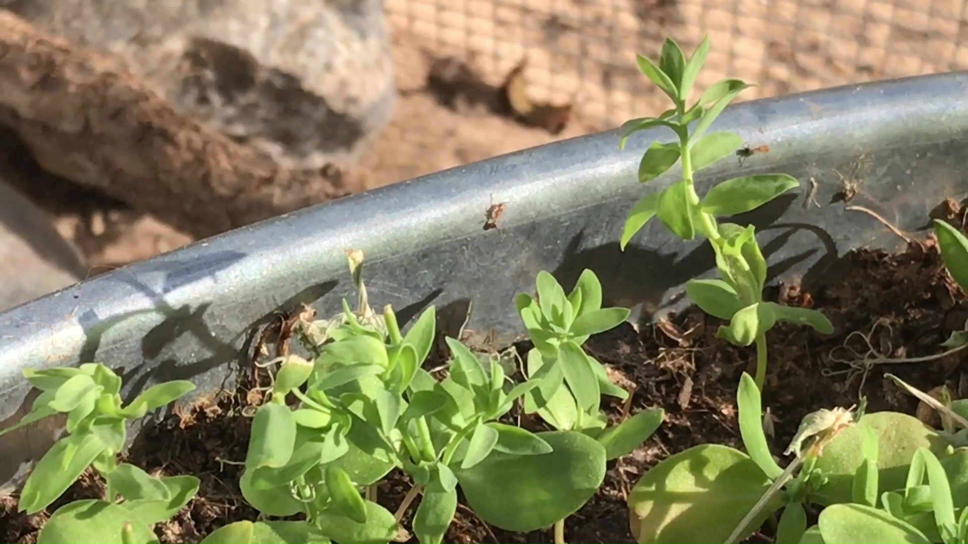 Seed Harvester Ants Tilling The Container Garden Soil In The Desert Like Earth Worms In The Forest