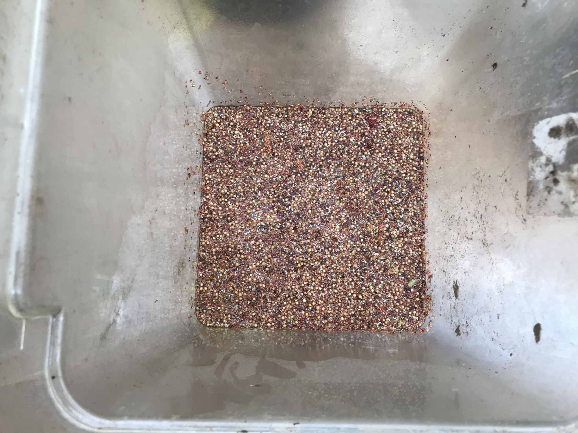 Seed Mix Soaking in Bucket of Water