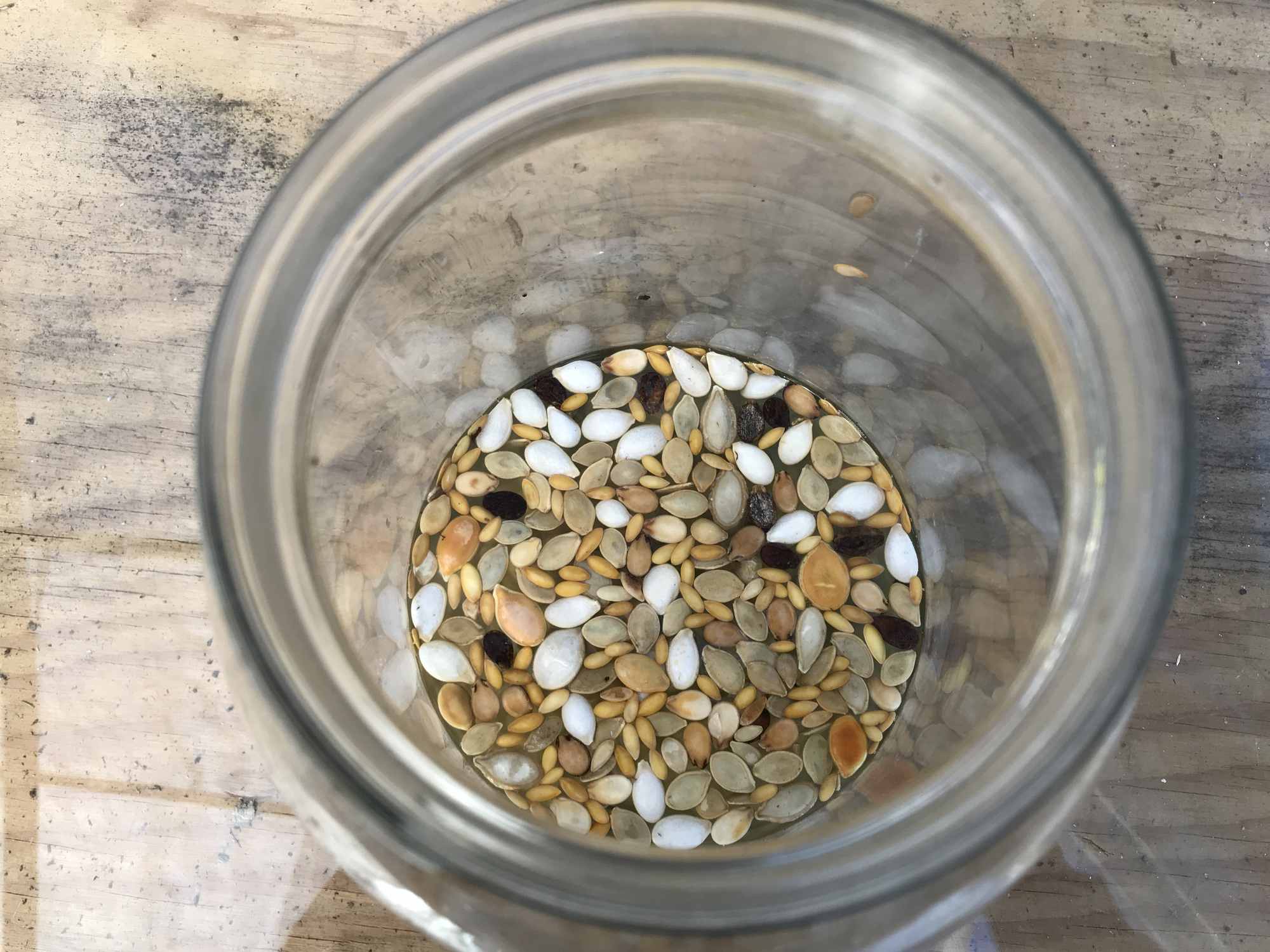 Seed Mix Soaking in Jar Before Planting