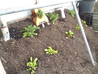 Seedlings Growing in the Survival Garden