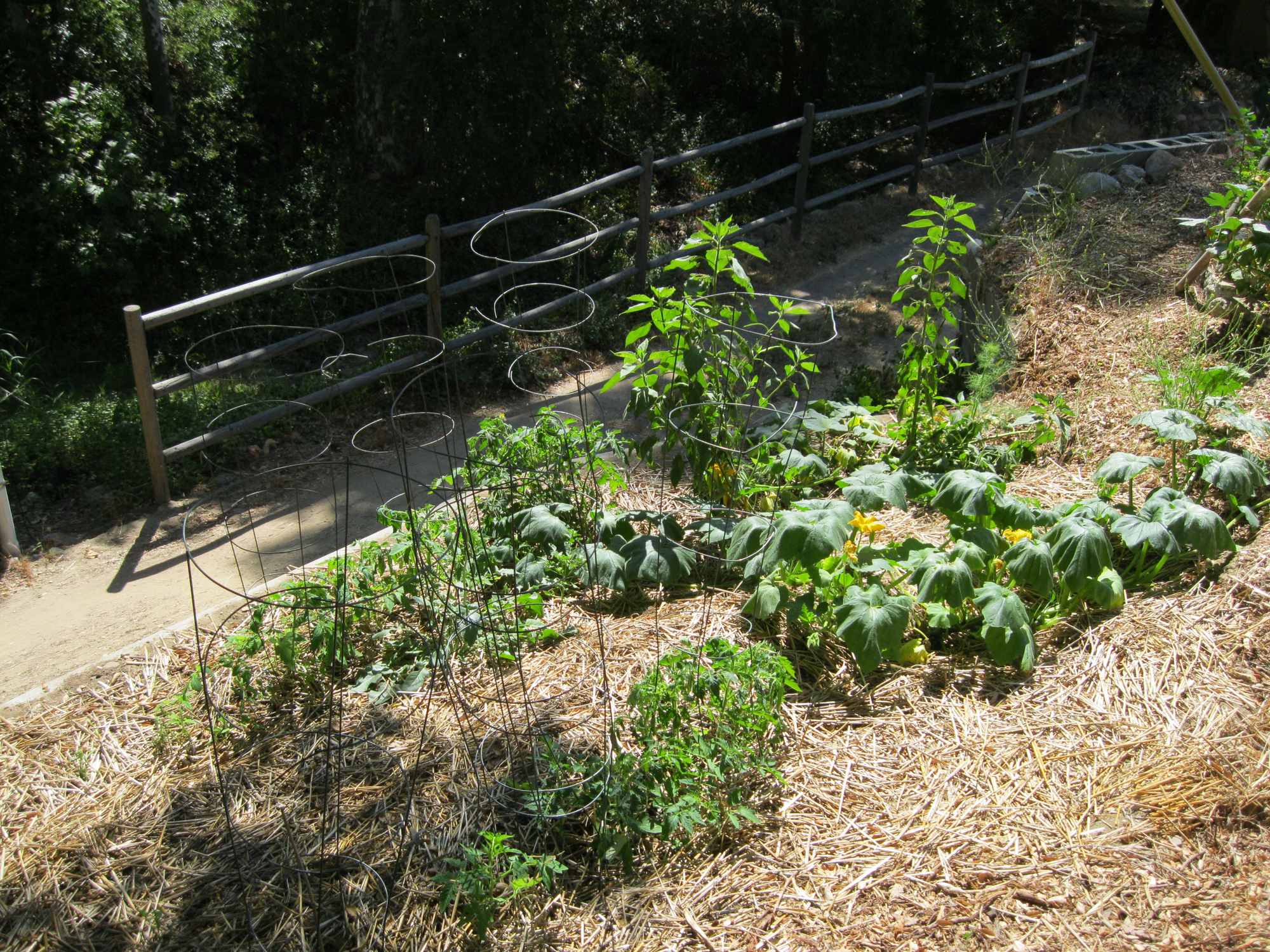 Side Yard Slope Garden