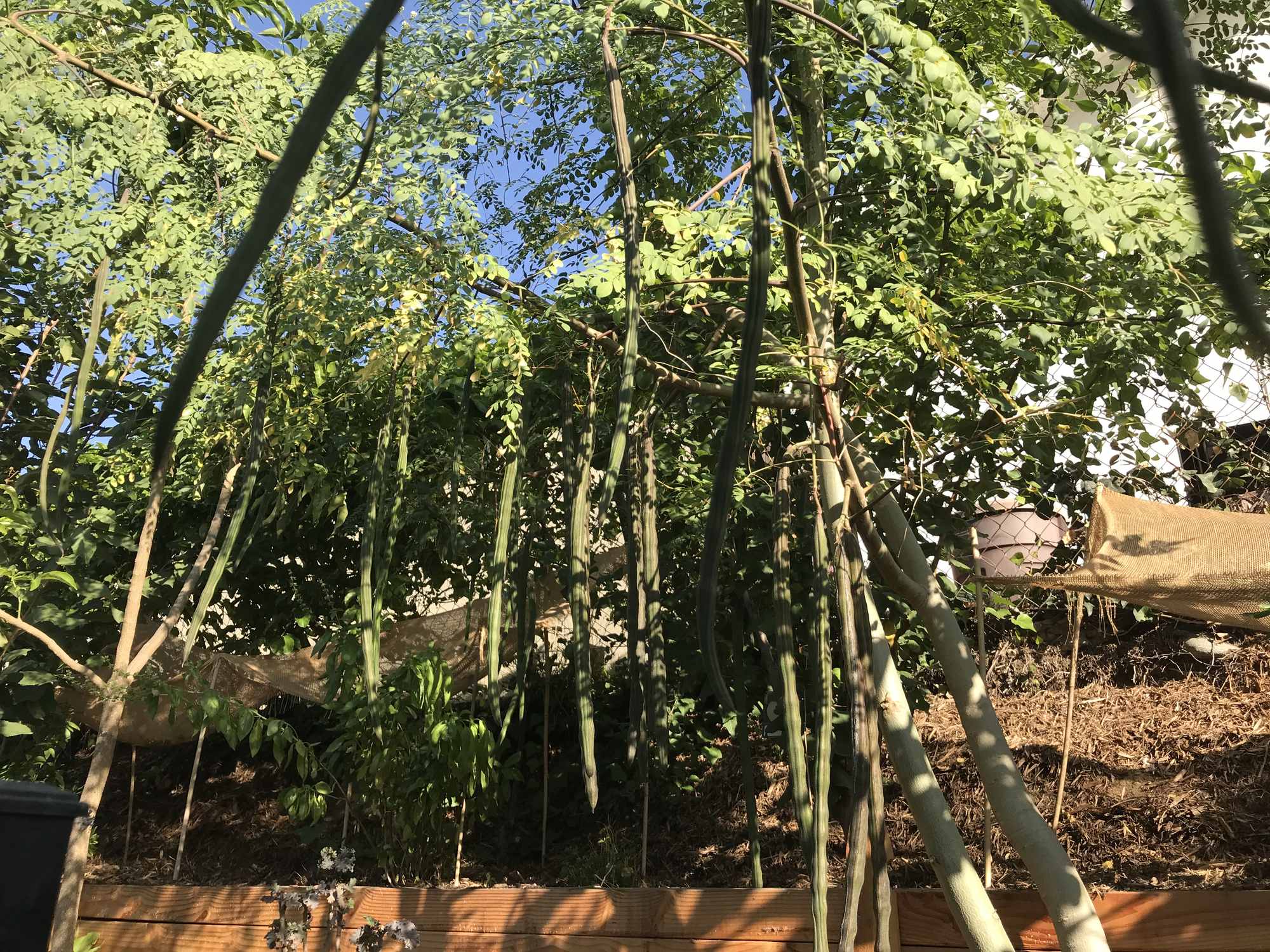 Sideyard Food Forest Garden Moringa Tree