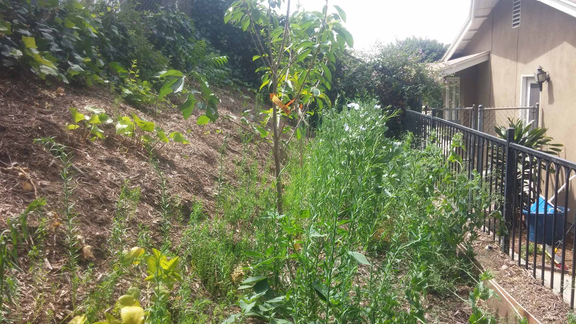 Sideyard Food Forest Garden Terrace 01