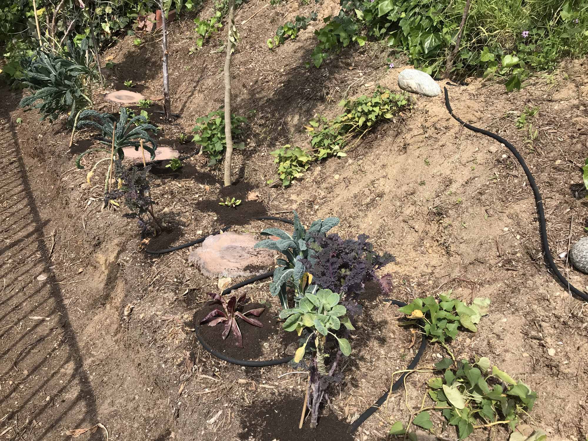 Sideyard Food Forest Garden Terrace Soaker Hose Irrigation