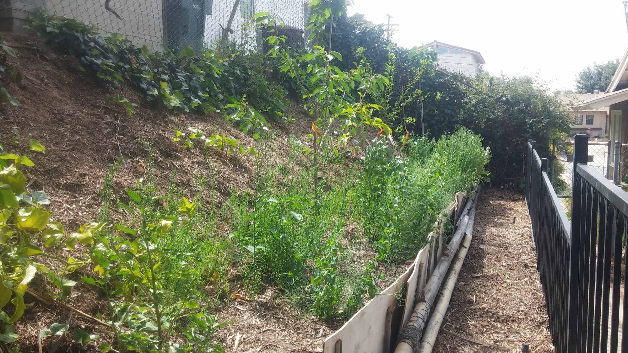 Sideyard Food Forest Garden Terrace