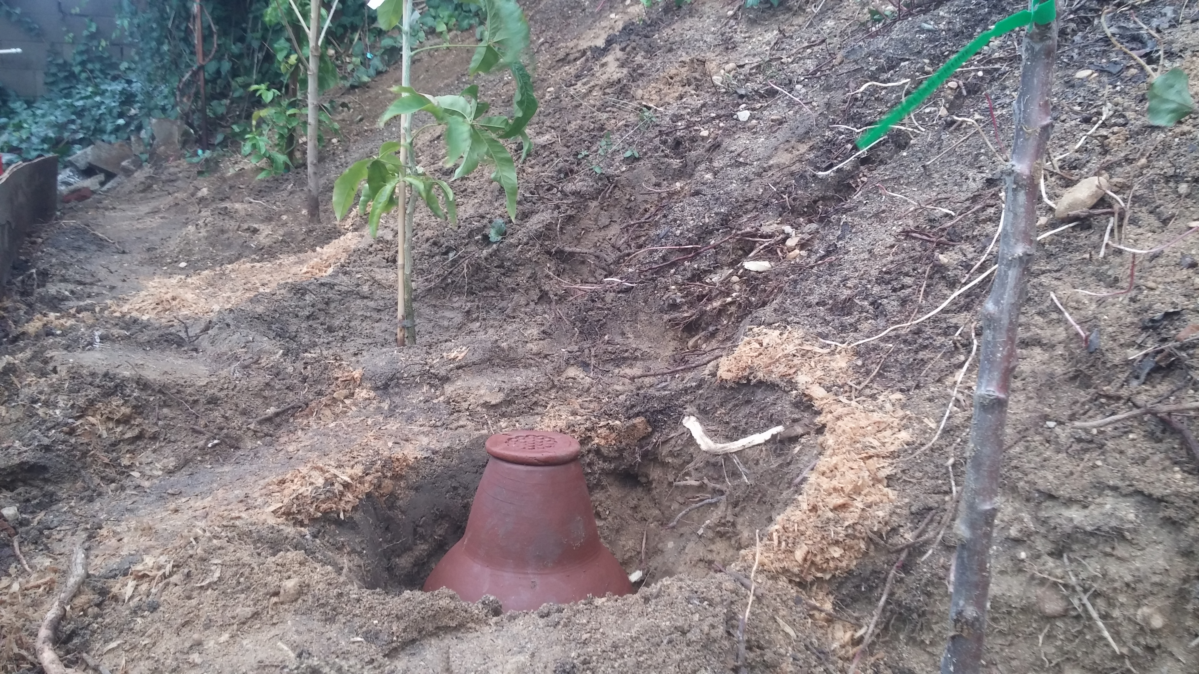 Sideyard Installation of Olla Tree Irrigation Pots