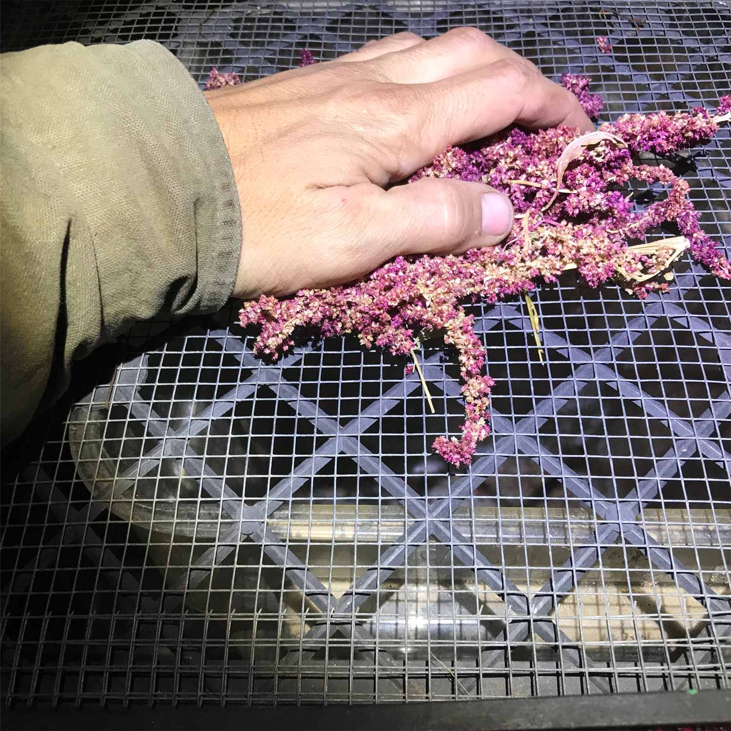 Sifting Amaranth Seeds Through Hardware Cloth Mesh and Nursery Tray