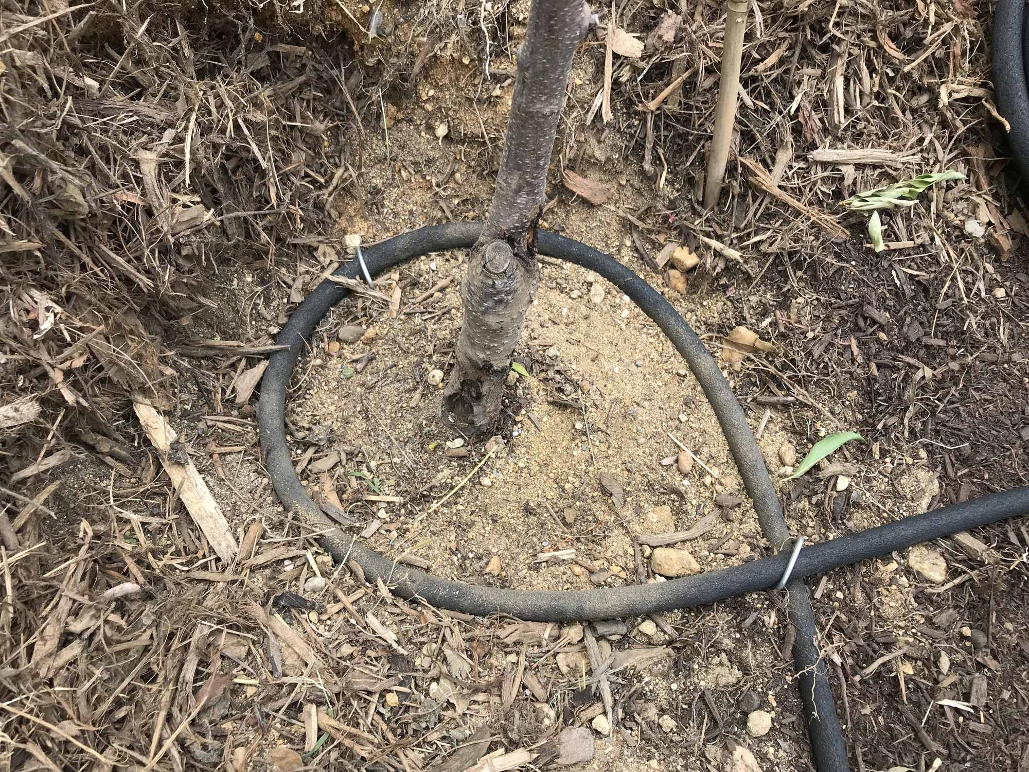 Soaker Hose Pattern Around Tree Base