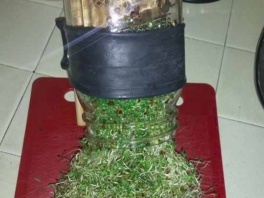 Sprout Farm Alfafa Yield