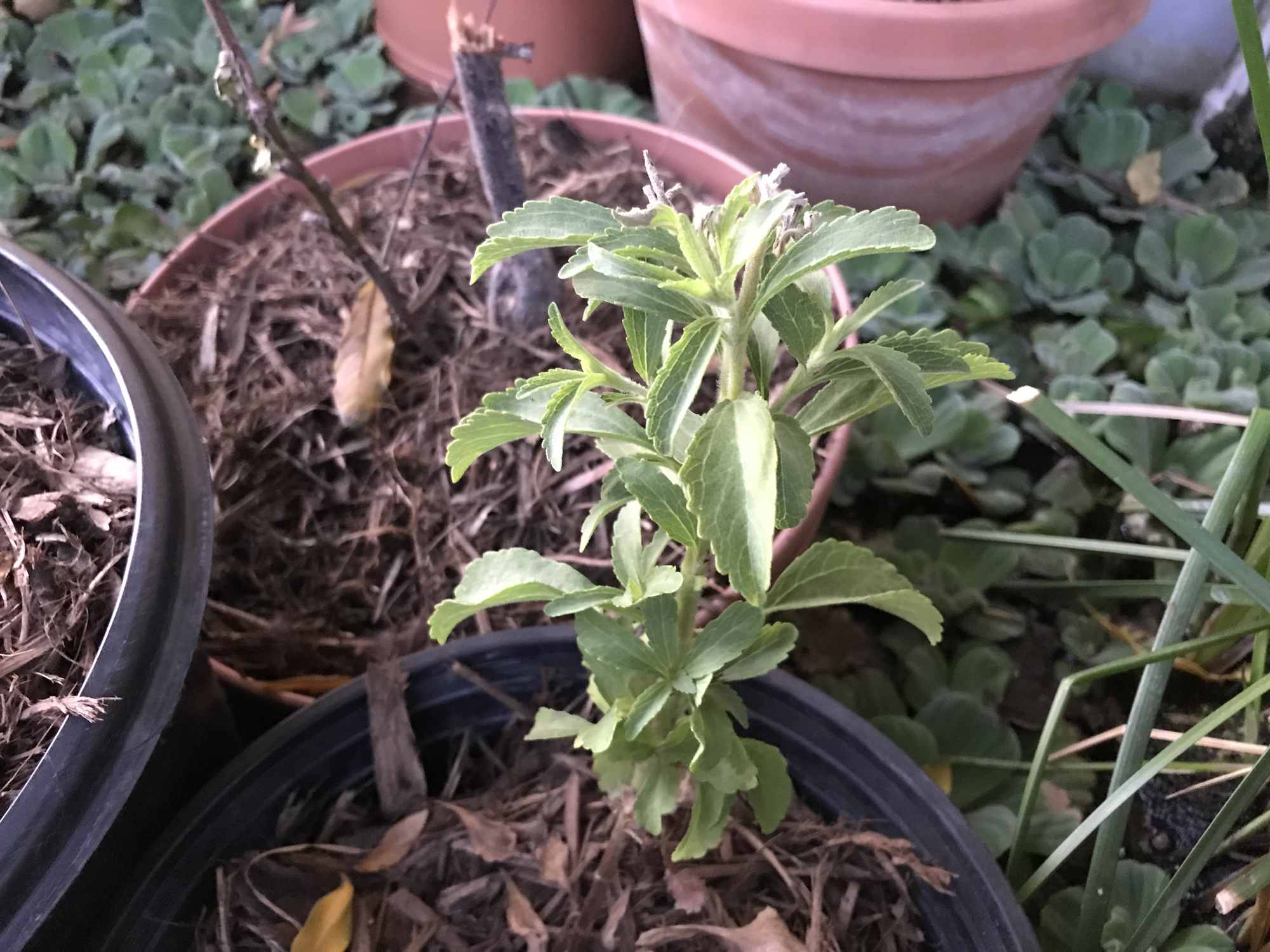 Stevia Plant in IBC Tote Chinampa Aquaculture Island Water Garden