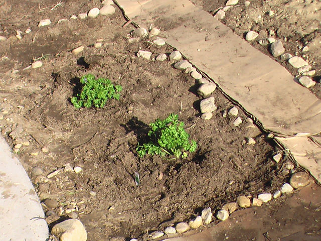 Stone Garden Bed Perimeter