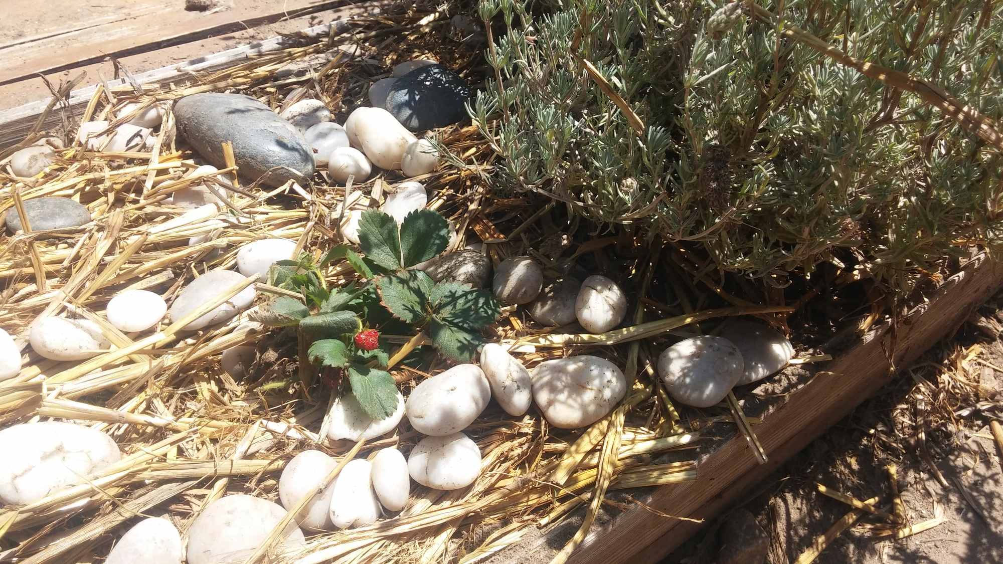 Straw Berries