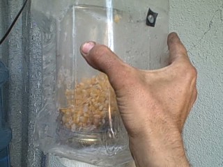 Survival Sprouting Outdoor Outer Container