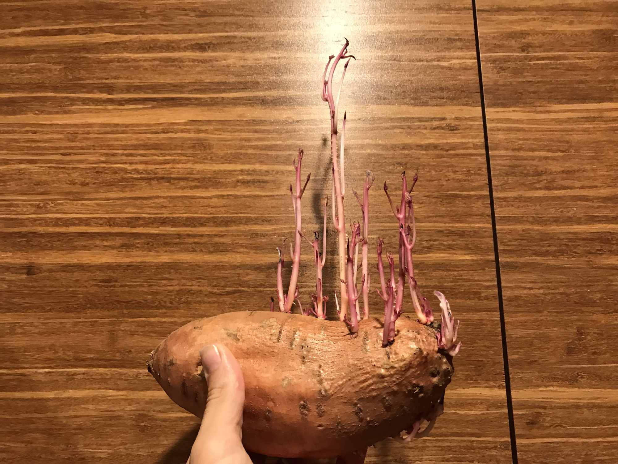 Sweet Potato Growing New Vines