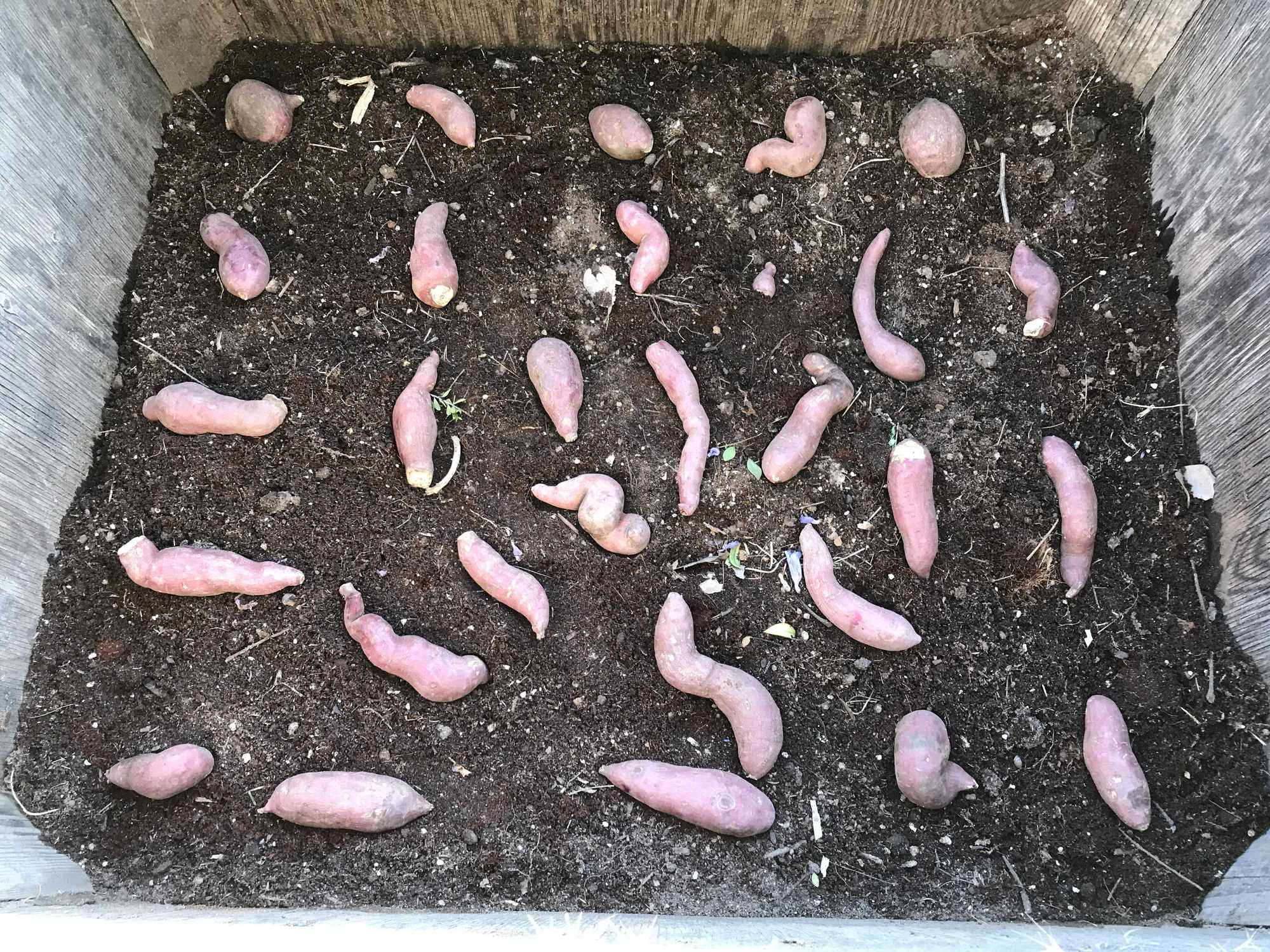 Sweet Potato Planter Box